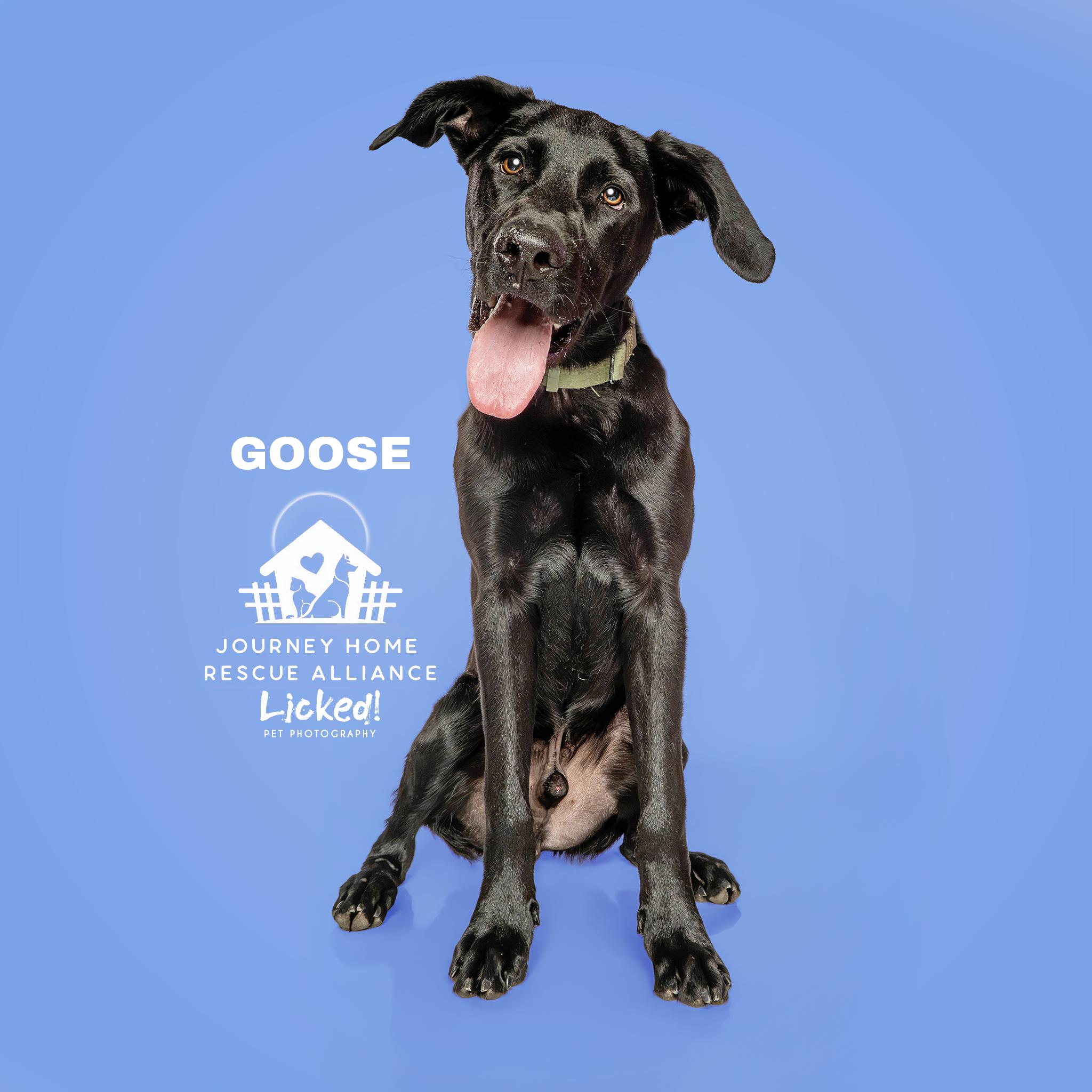 Goose, a ADOPTABLE mixed breed in Wando, SC image 1/6