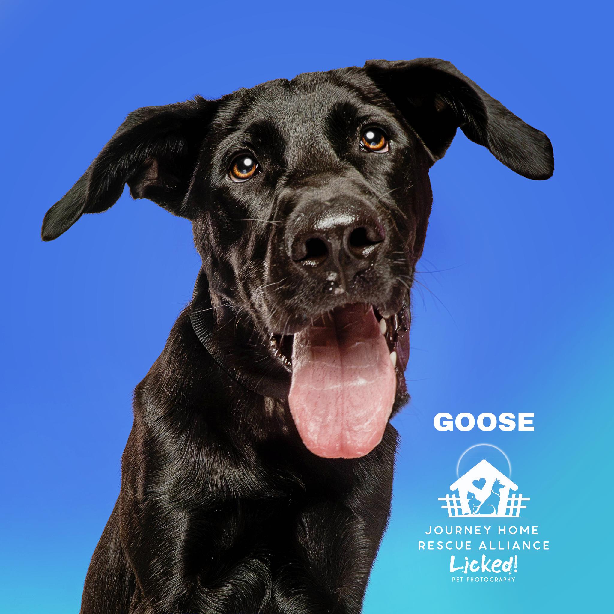 Goose, a ADOPTABLE mixed breed in Wando, SC image 6/6