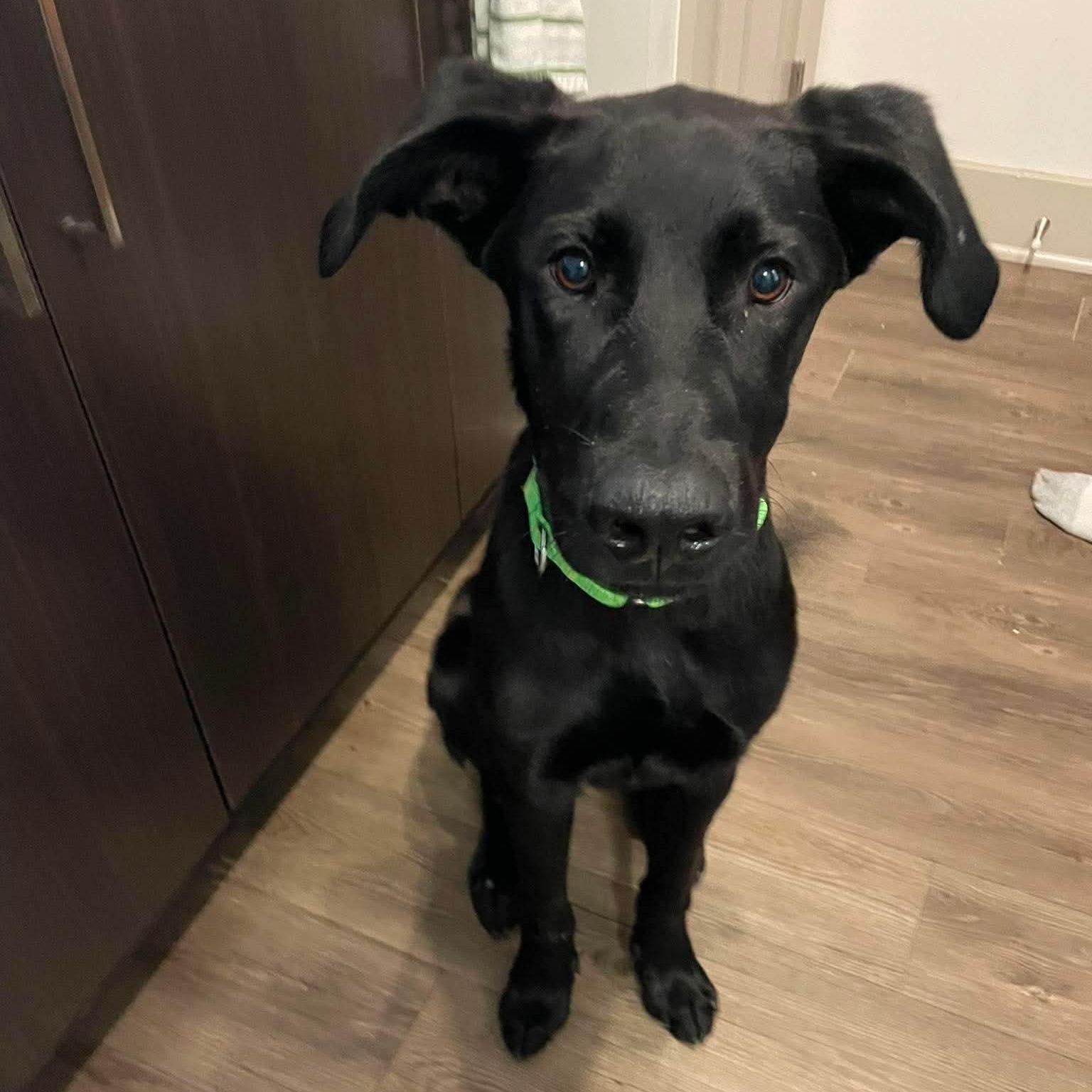 Goose, a ADOPTABLE mixed breed in Wando, SC image 3/6