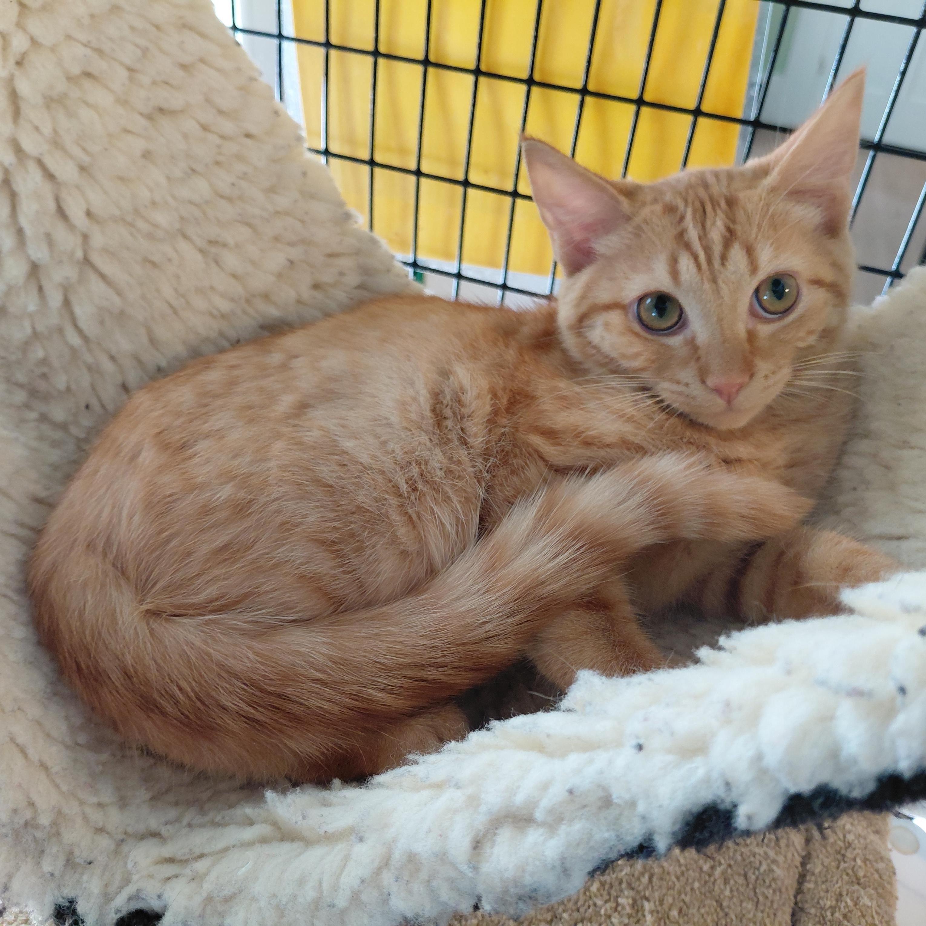 Enlarge Irving, a Adoptable Domestic Short Hair in Littleton, NH image 3/3