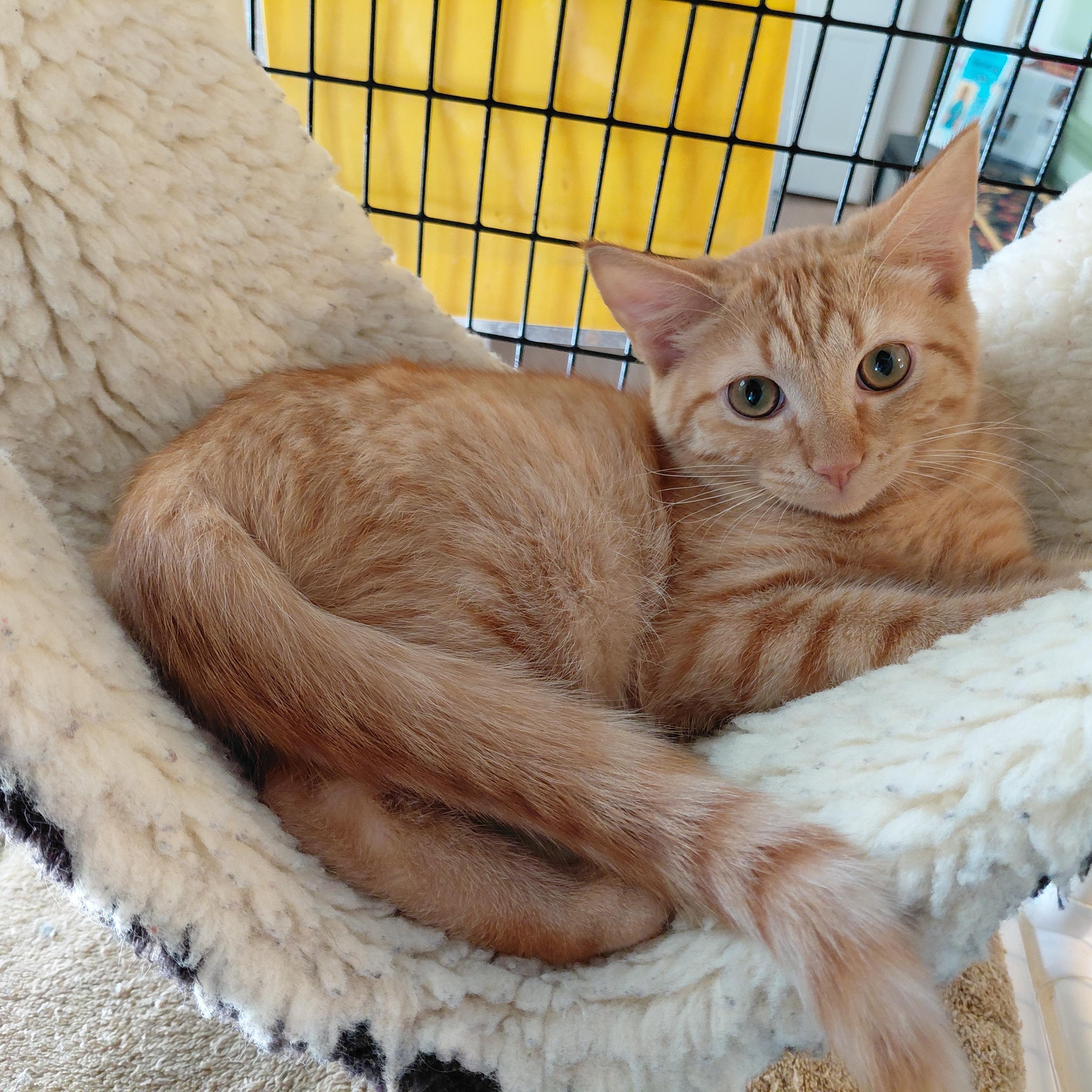 Enlarge Irving, a Adoptable Domestic Short Hair in Littleton, NH image 2/3
