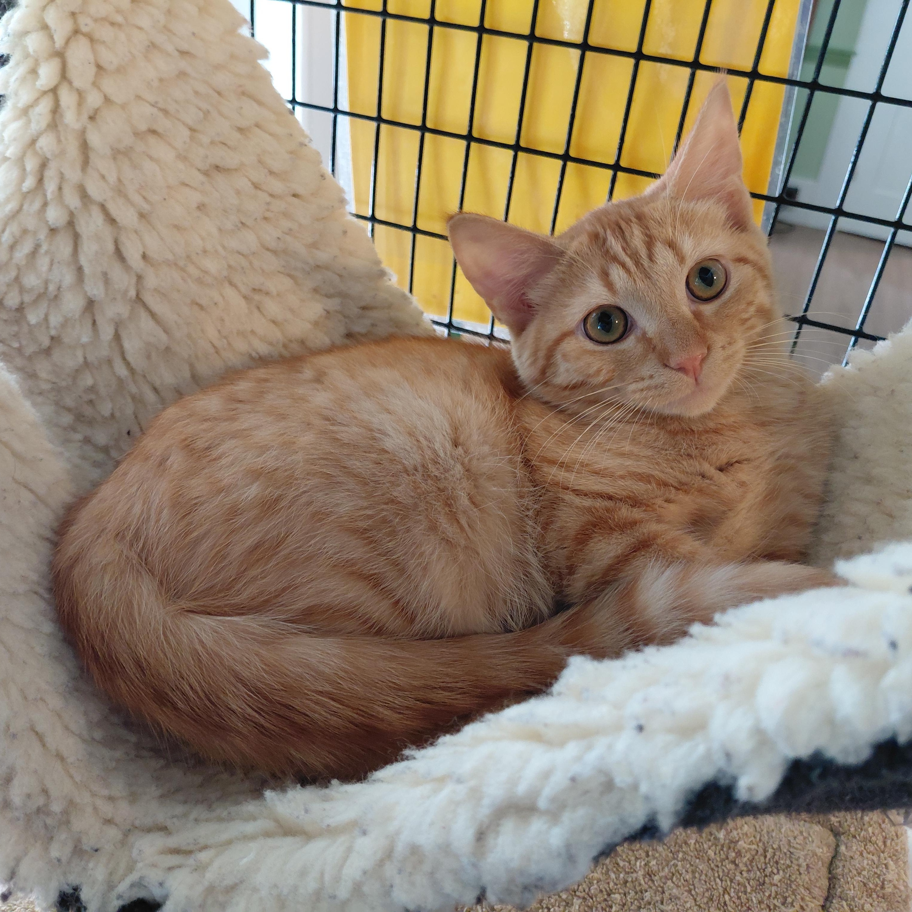 Irving, Adoptable, Kitten Male Domestic Short Hair.