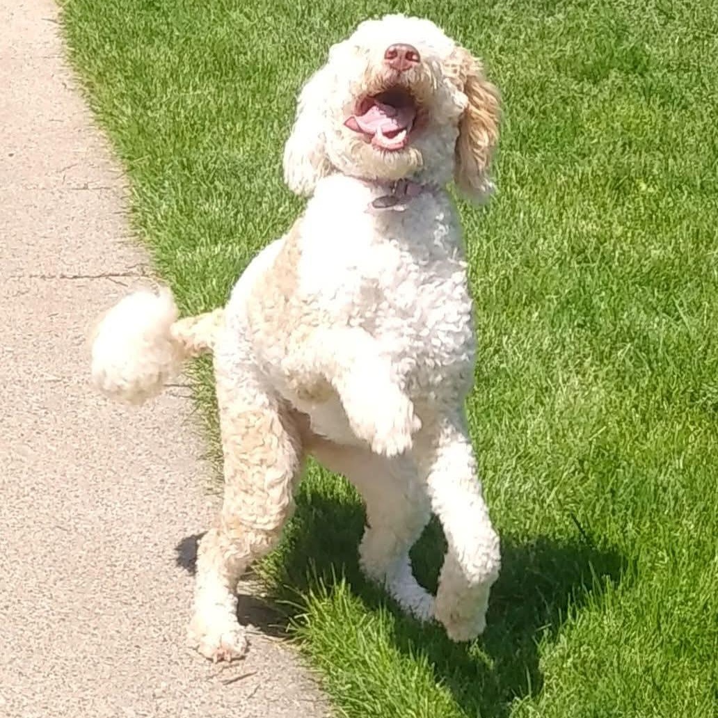 Enlarge *** Courtesy post***   Lyla, a ADOPTABLE mixed breed in Farmington, MN image 3/4