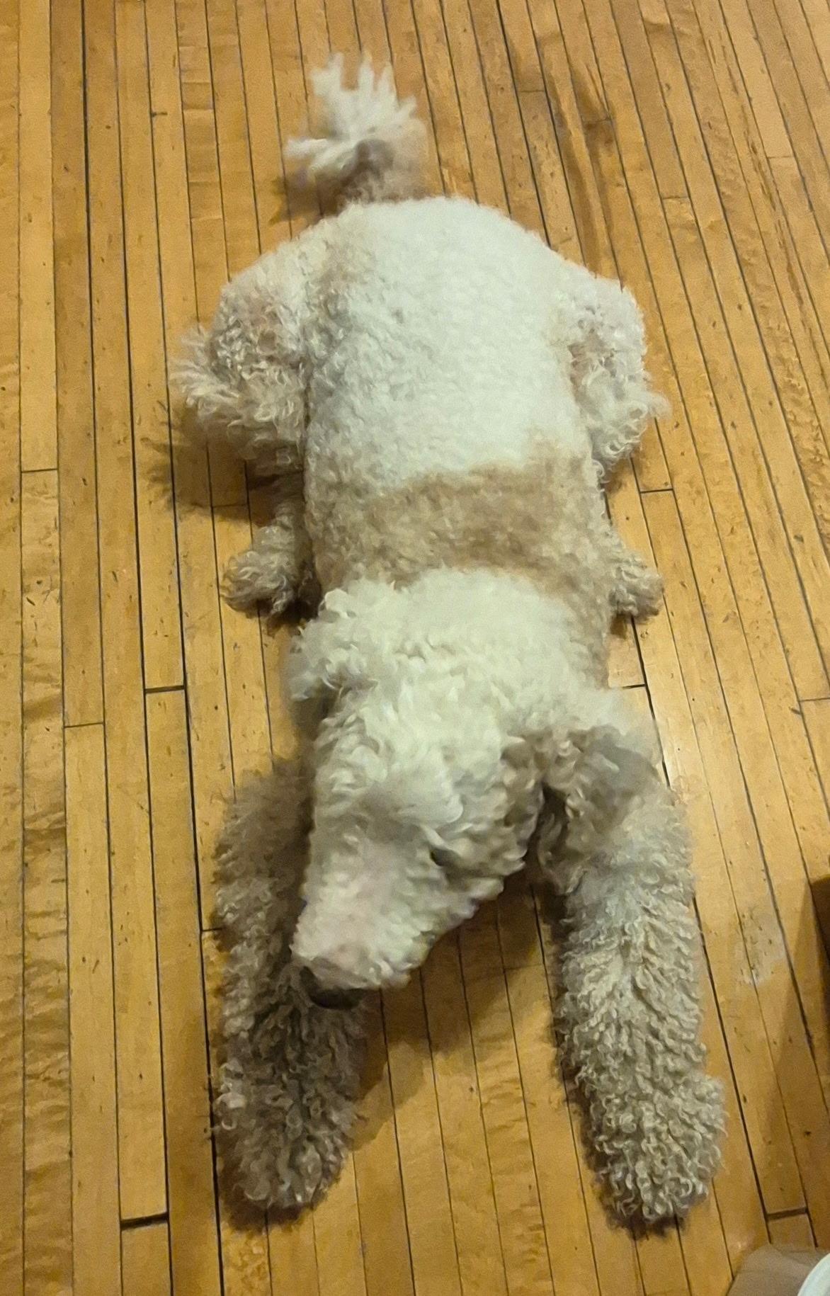 Enlarge *** Courtesy post***   Lyla, a ADOPTABLE mixed breed in Farmington, MN image 4/4