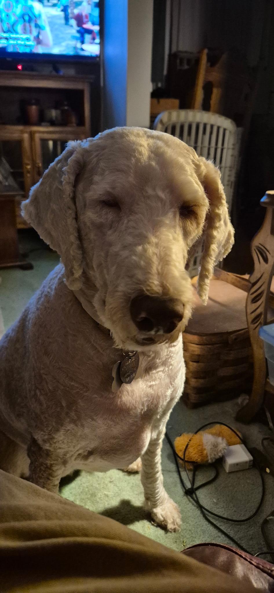 Enlarge *** Courtesy post***   Lyla, a ADOPTABLE mixed breed in Farmington, MN image 1/4