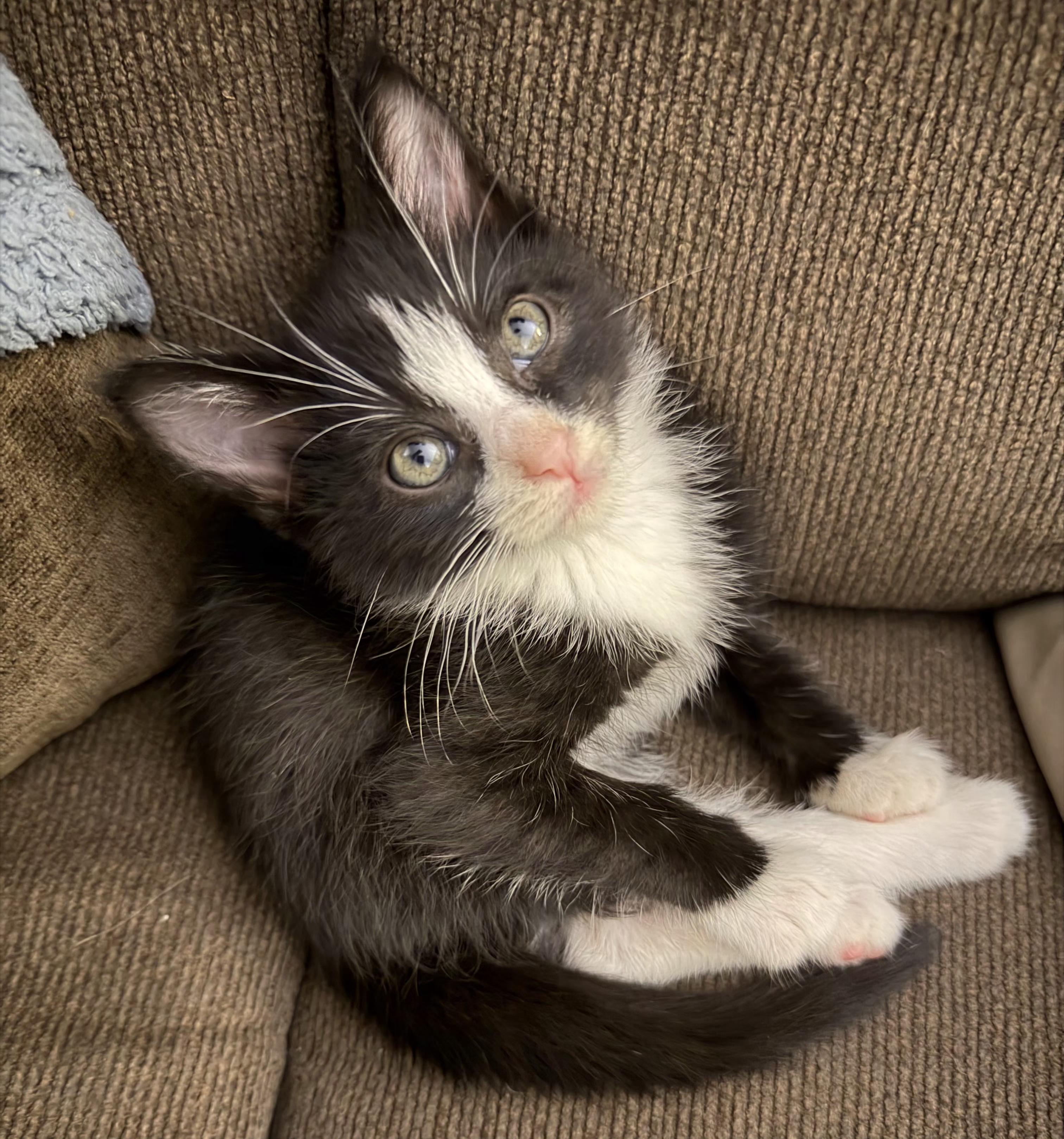 Enlarge Winter, an adopted Tuxedo in Springfield, OR image 5/6