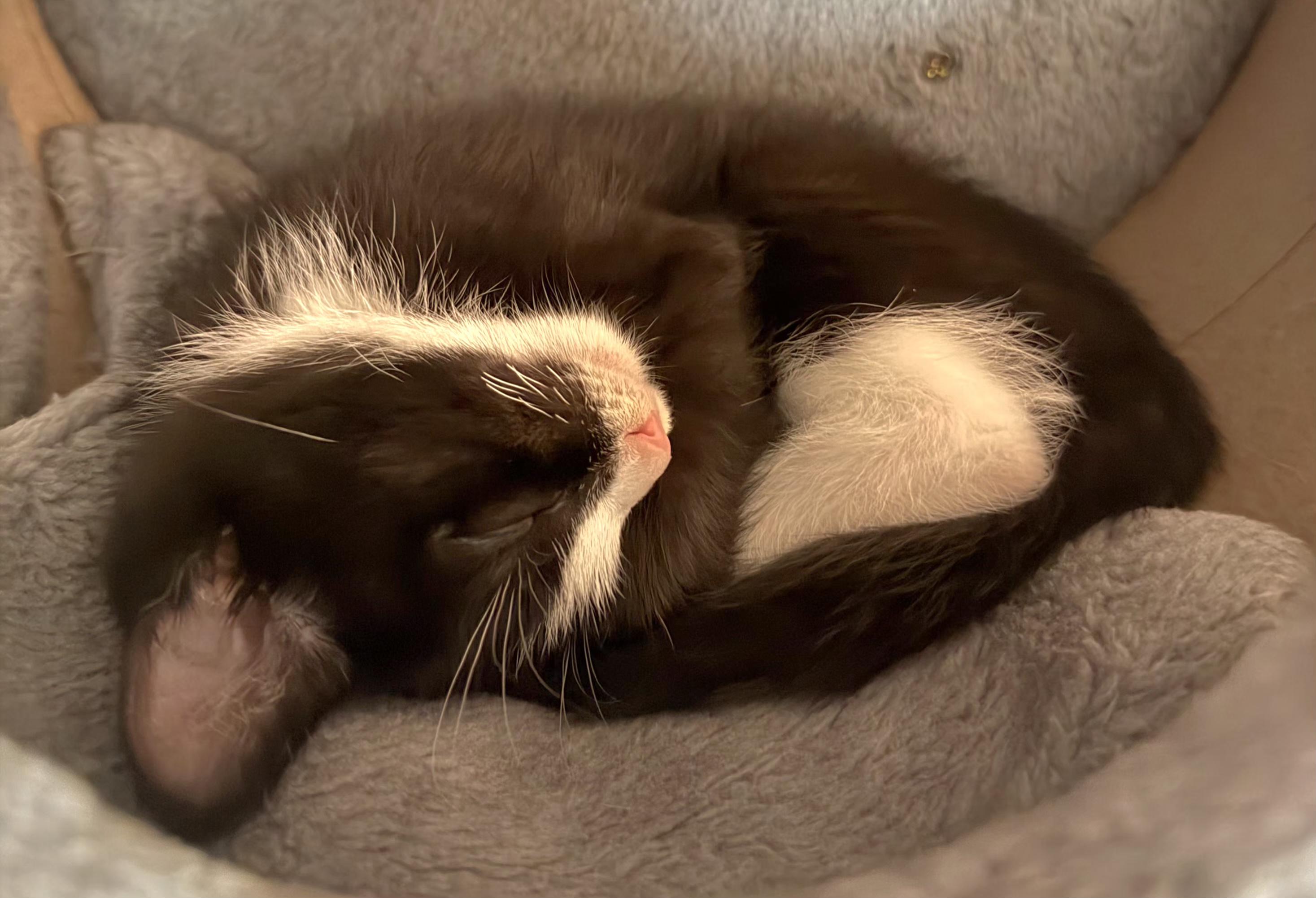 Enlarge Winter, an adopted Tuxedo in Springfield, OR image 3/6
