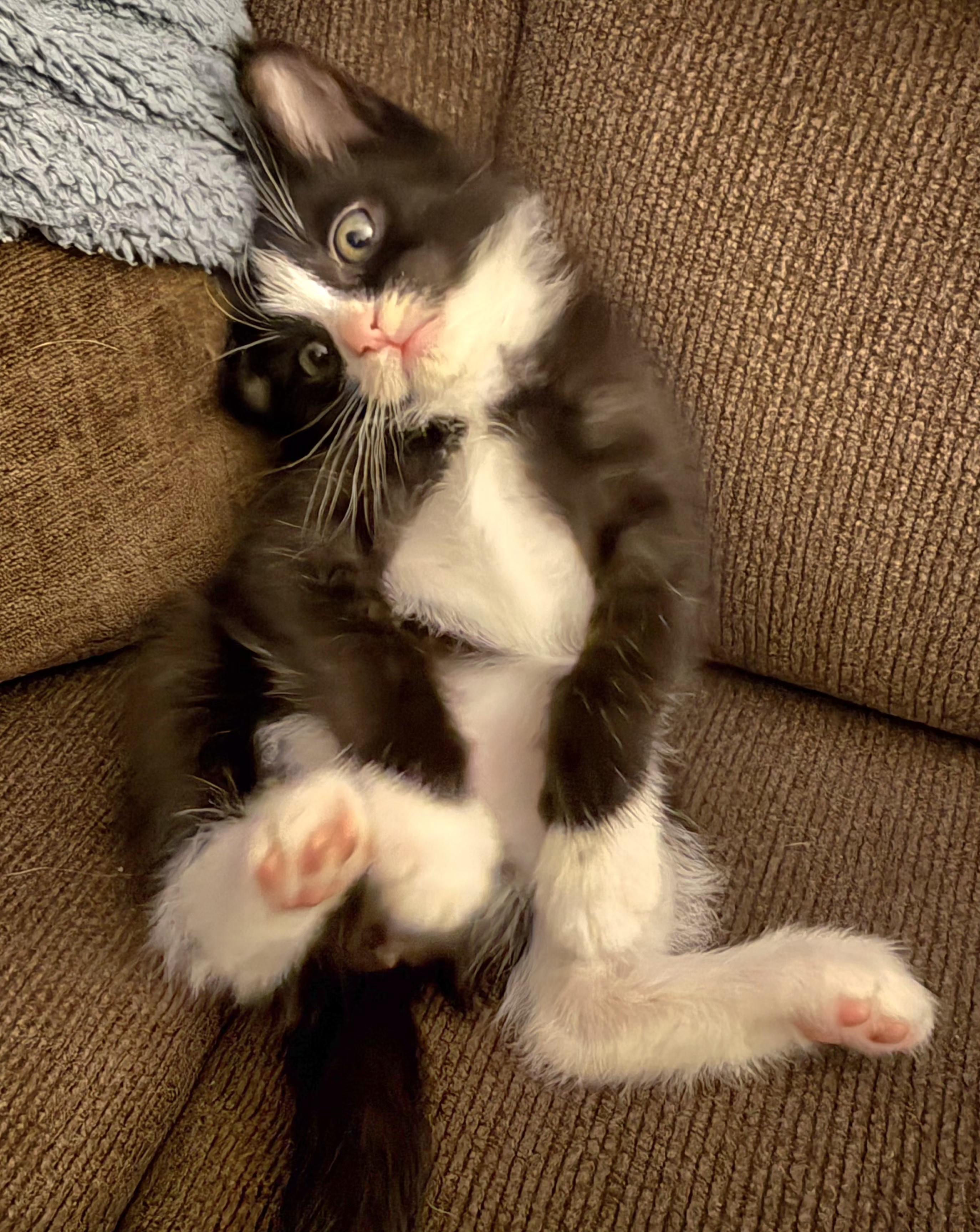 Enlarge Winter, an adopted Tuxedo in Springfield, OR image 1/6
