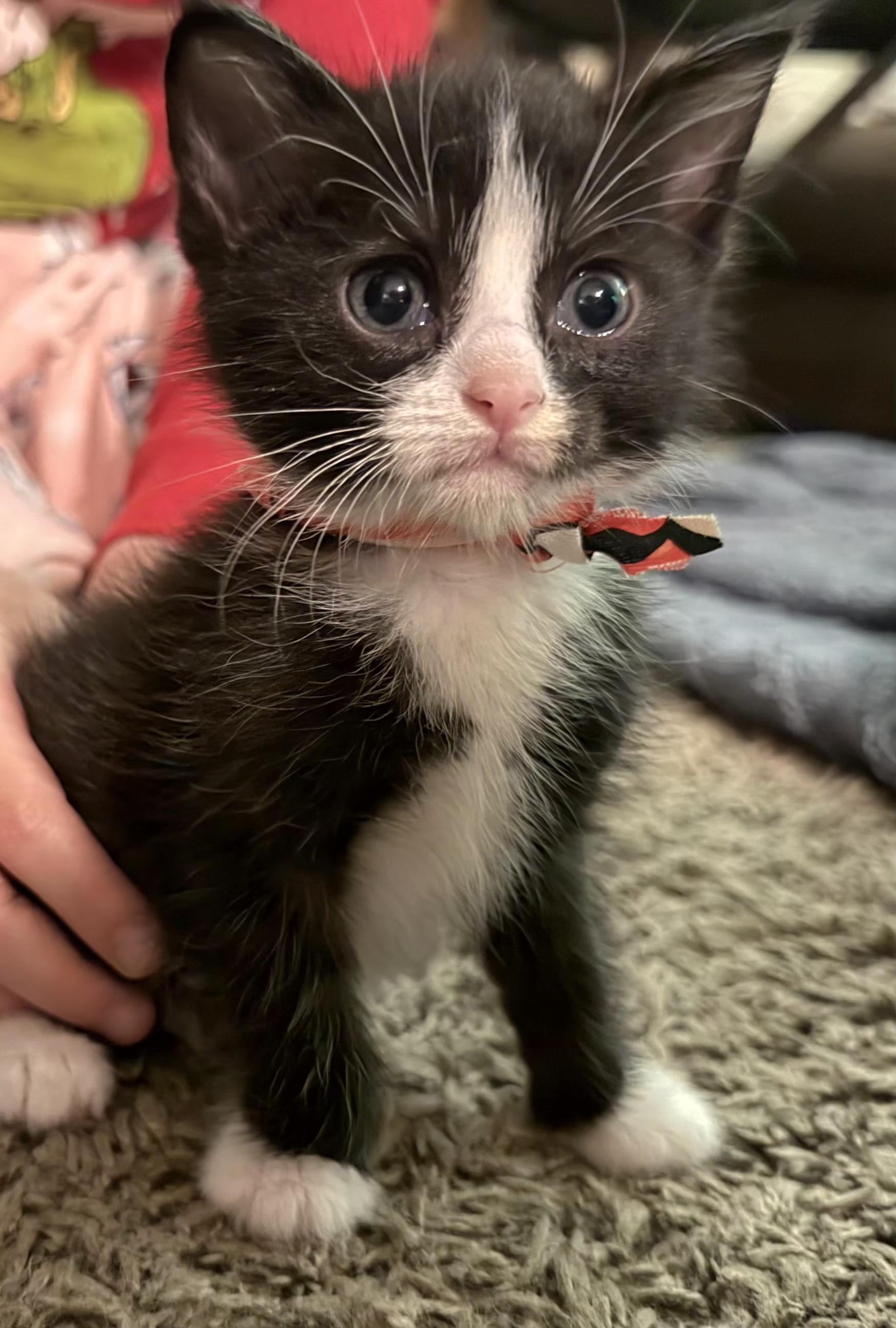Enlarge Winter, an adopted Tuxedo in Springfield, OR image 2/6