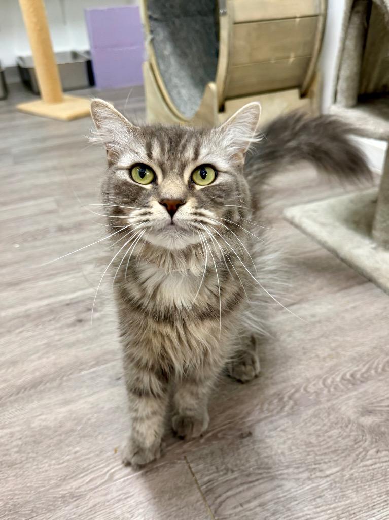 Pearly Lynn, Adoptable, Young Female Domestic Long Hair.