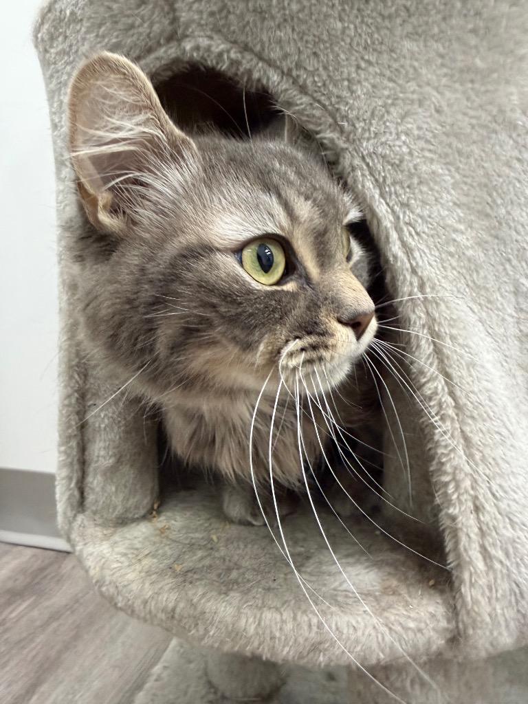 Pearly Lynn, a Adoptable mixed breed in Glenfield, NY image 2/4