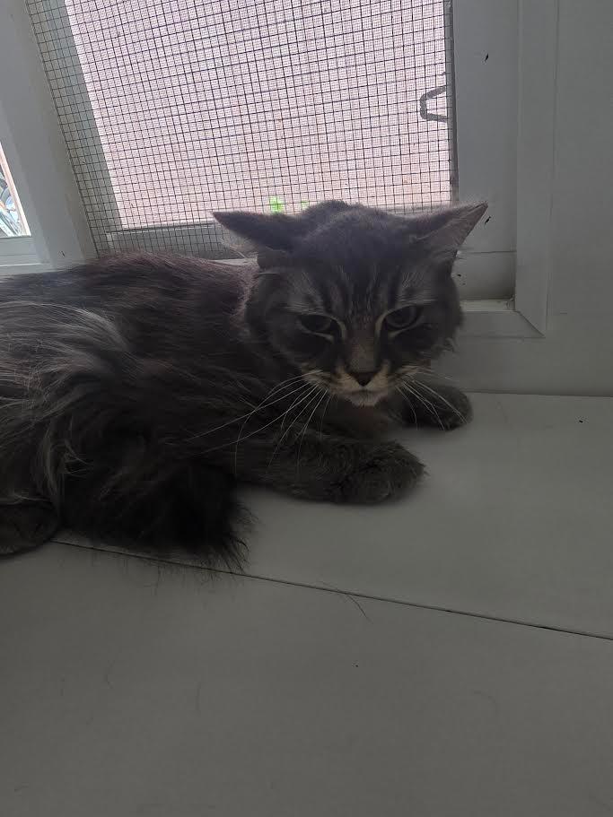 Pearly Lynn, a Adoptable mixed breed in Glenfield, NY image 3/4