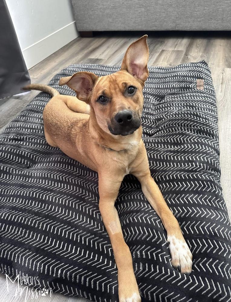 Chase, a Adoptable mixed breed in Spokane , WA image 2/6