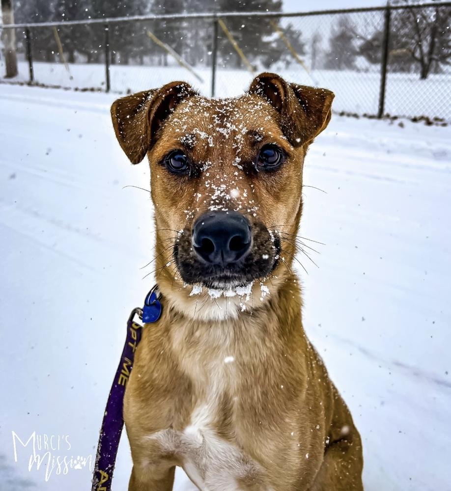 Chase, a Adoptable mixed breed in Spokane , WA image 5/6