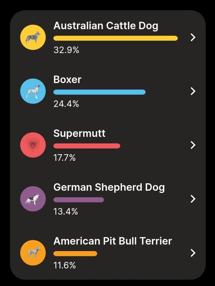 Chase, a Adoptable mixed breed in Spokane , WA image 6/6