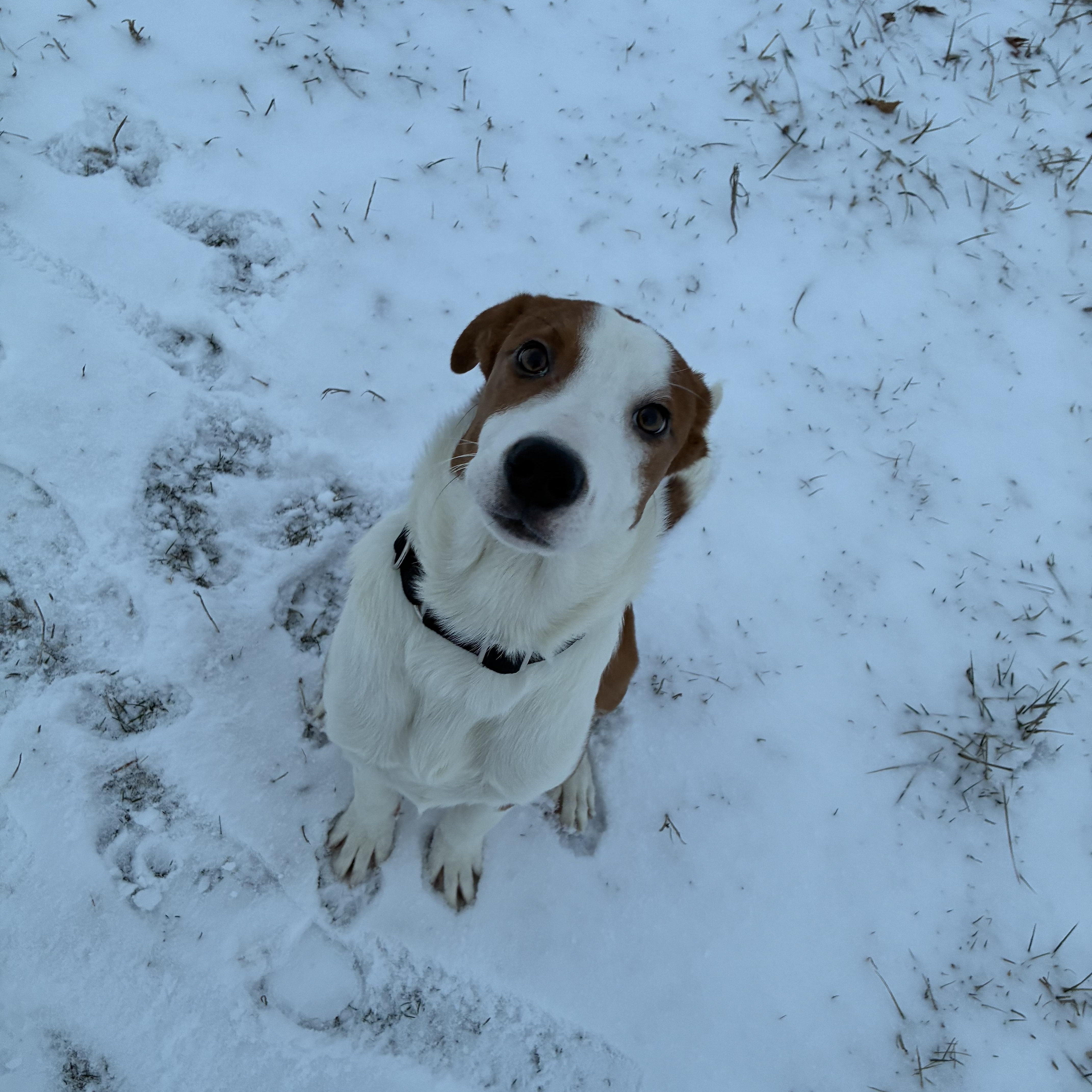 Enlarge Jones, a ADOPTABLE mixed breed in Ashland, IL image 3/6