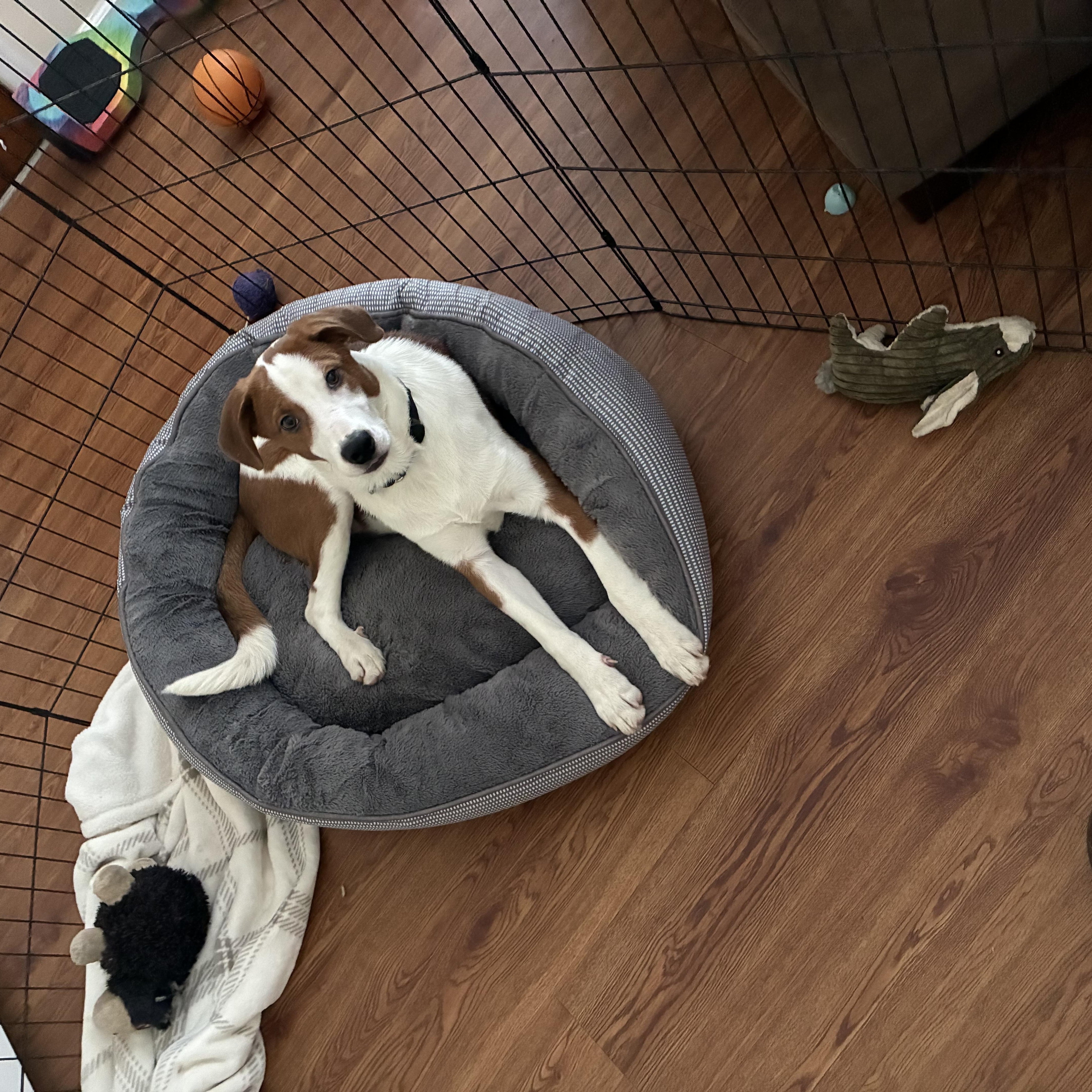 Enlarge Jones, a ADOPTABLE mixed breed in Ashland, IL image 5/6