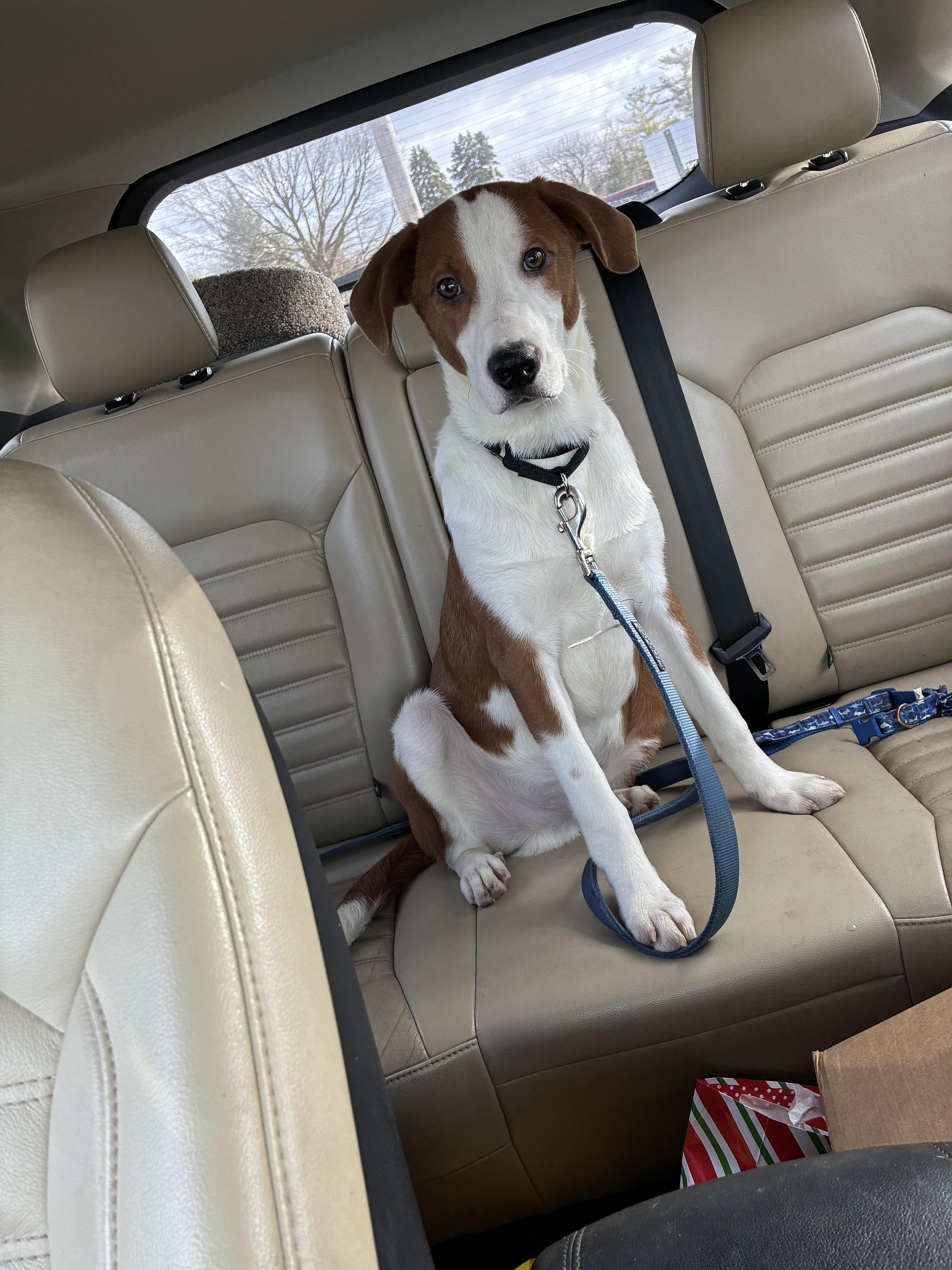 Enlarge Jones, a ADOPTABLE mixed breed in Ashland, IL image 2/6