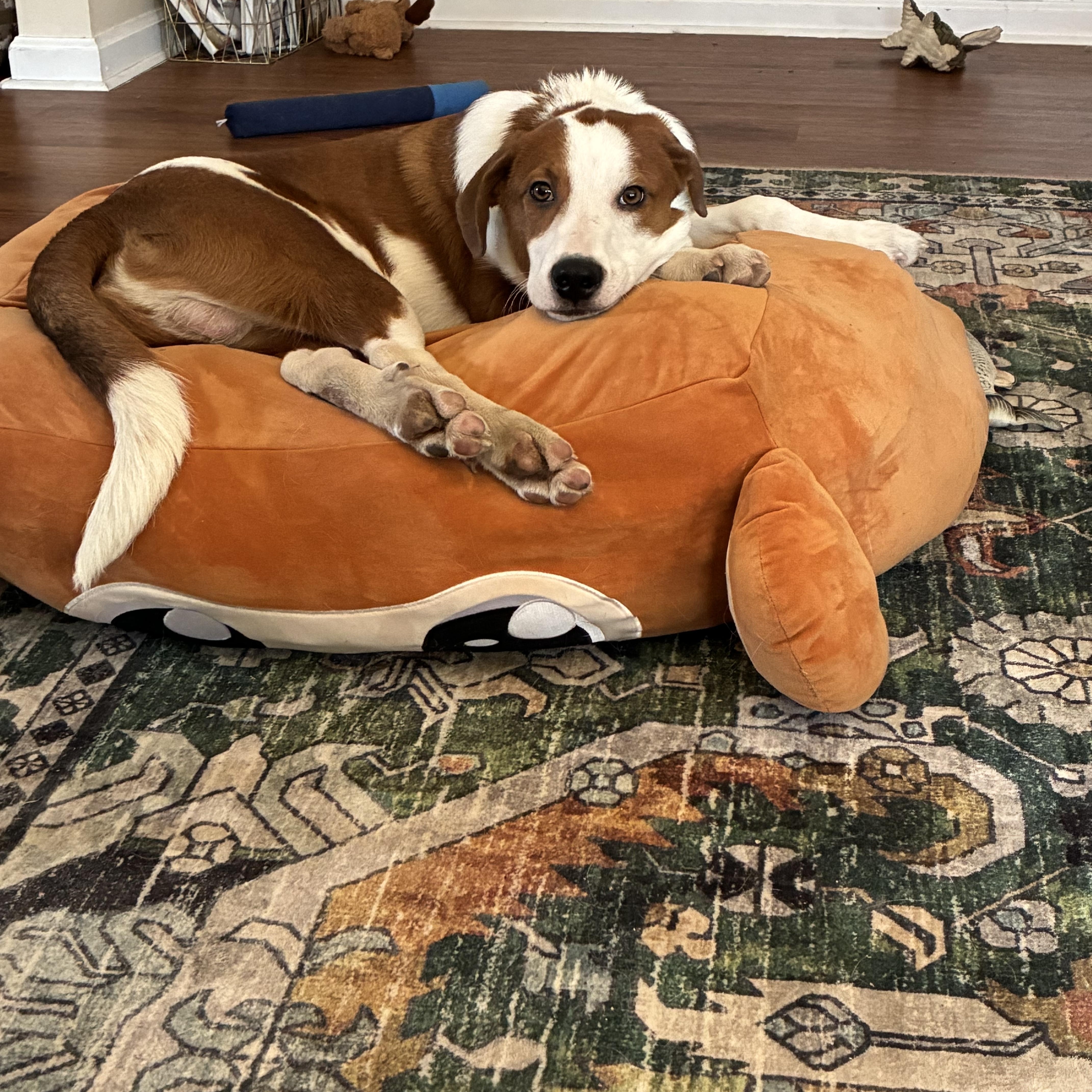 Enlarge Jones, a ADOPTABLE mixed breed in Ashland, IL image 4/6