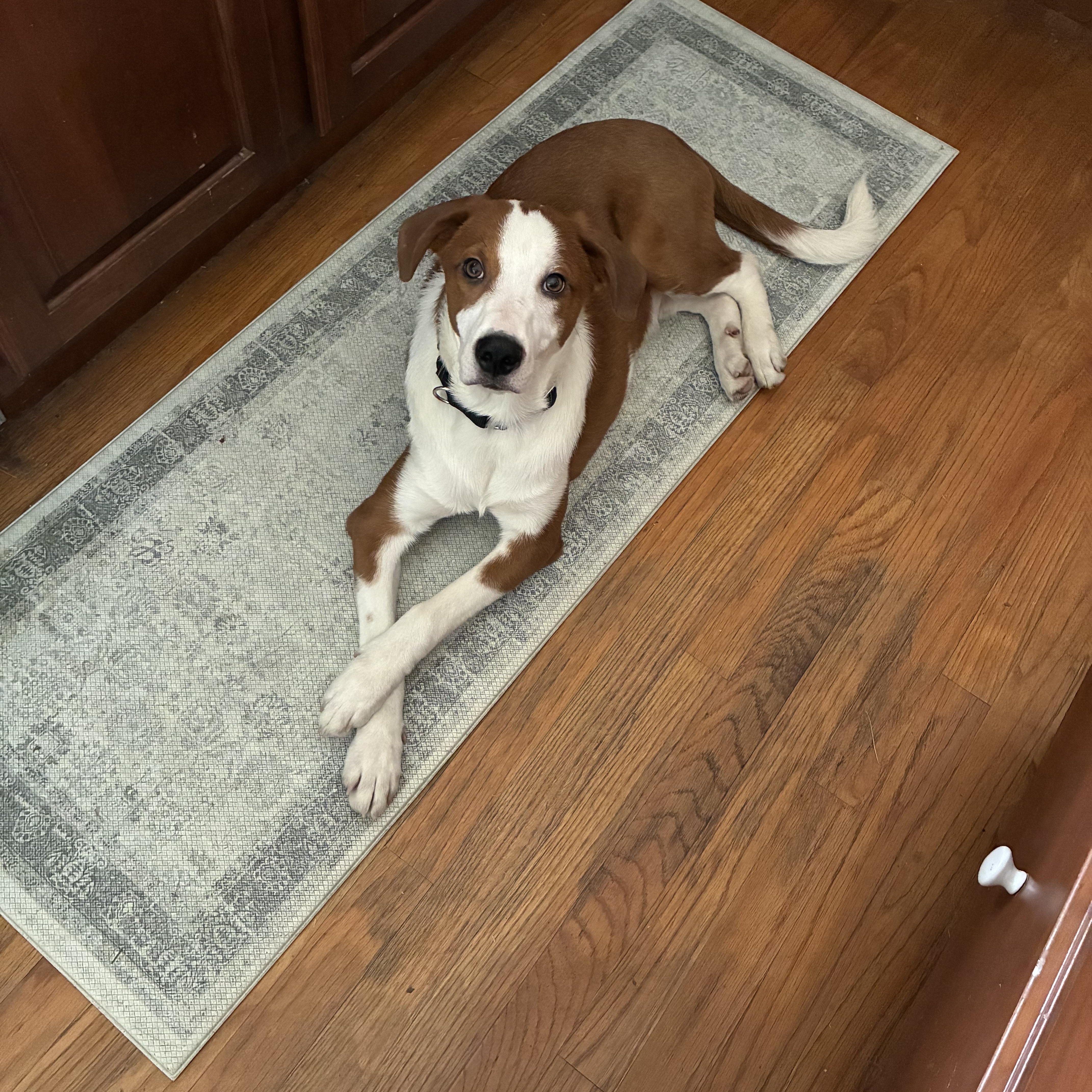 Enlarge Jones, a ADOPTABLE mixed breed in Ashland, IL image 1/6