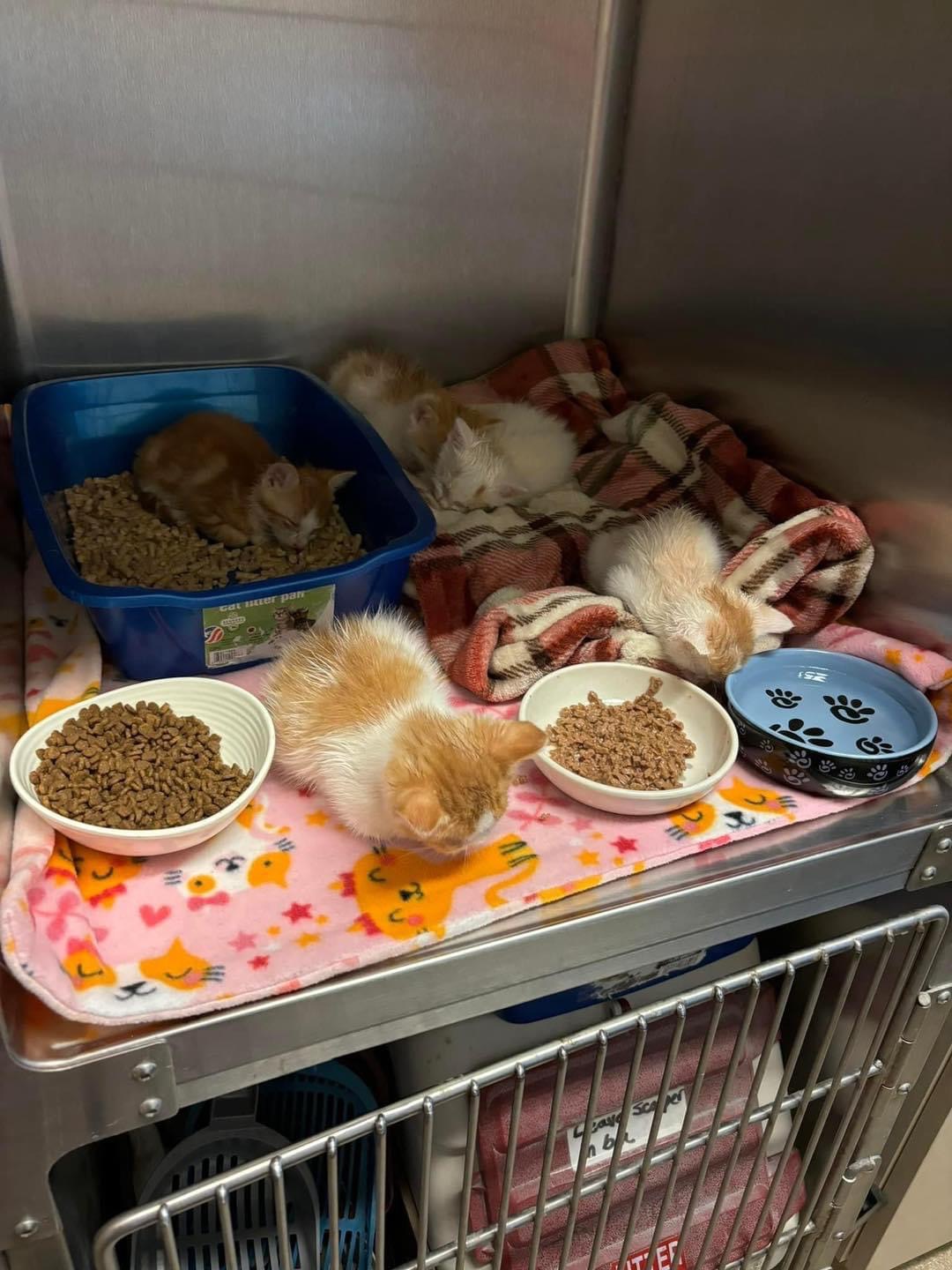 Cat for adoption KittensAt the Shelter, a Domestic Short Hair in