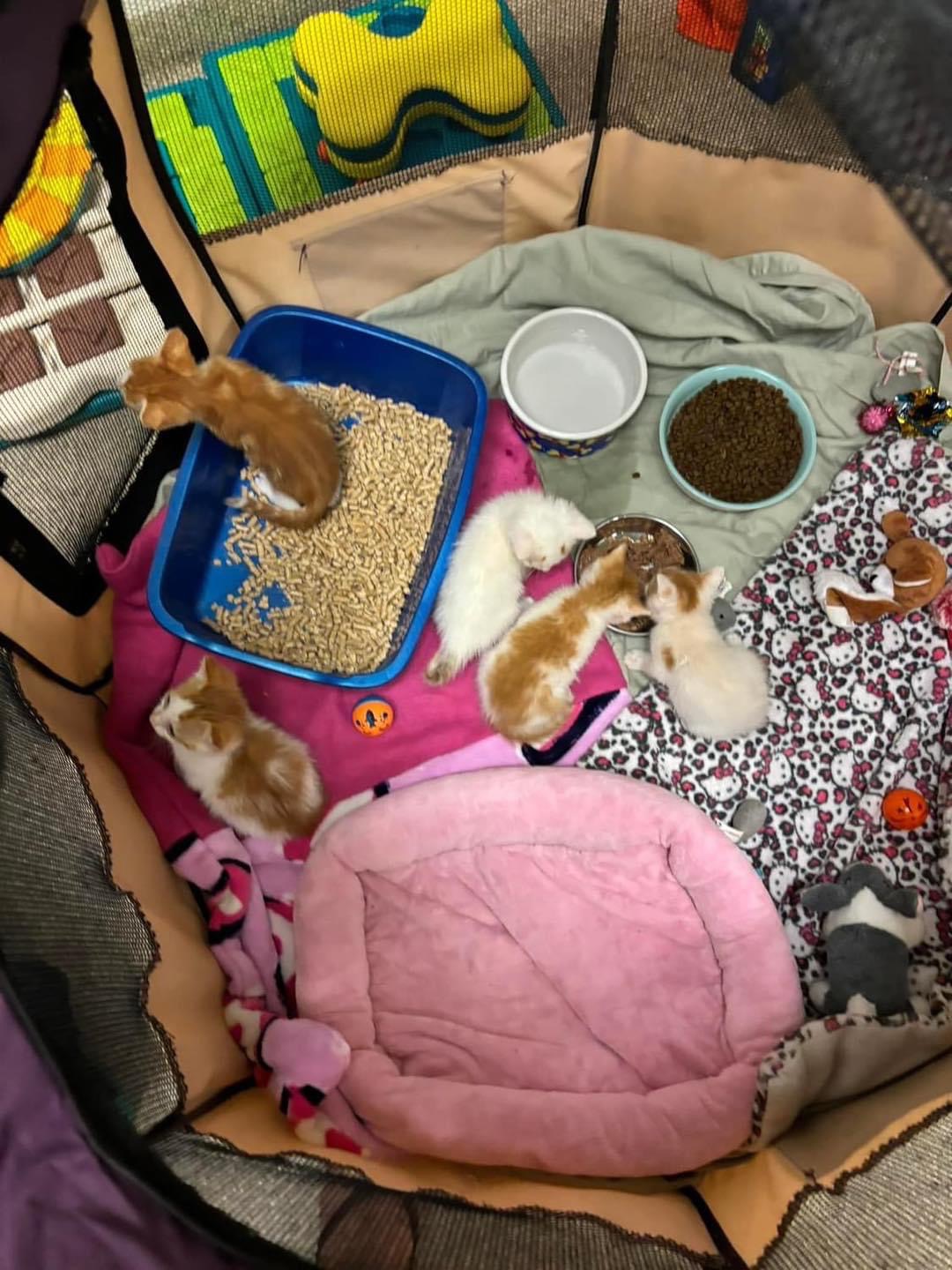 Cat for adoption KittensAt the Shelter, a Domestic Short Hair in