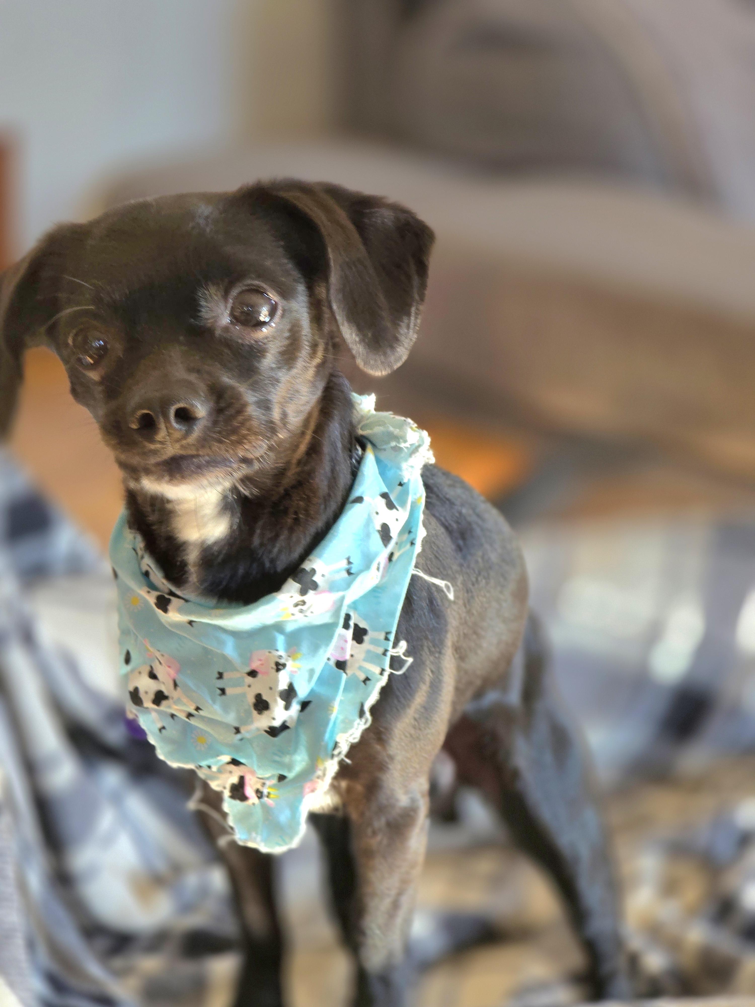 Bob Barker-*adoption pending *