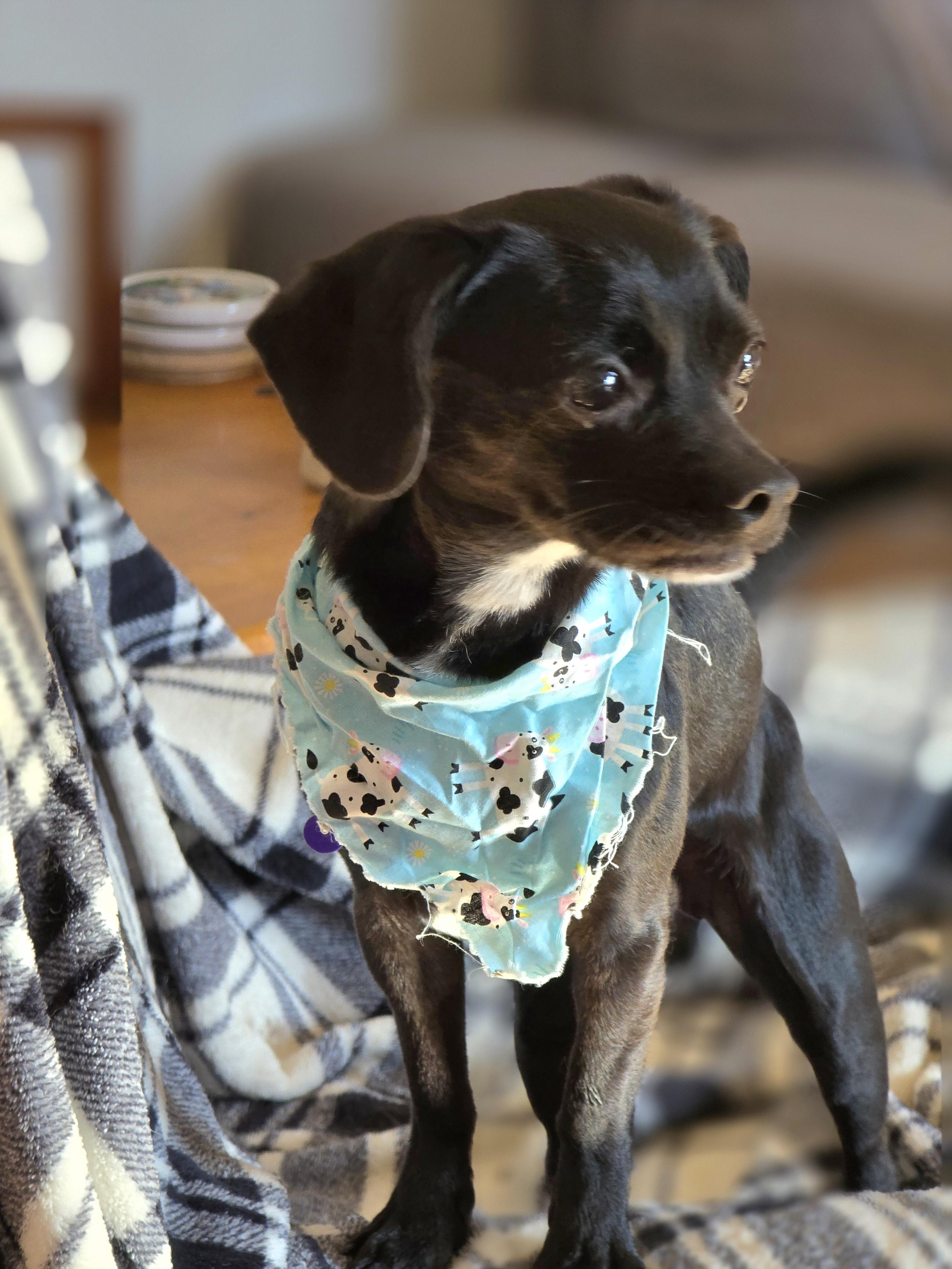 Bob Barker-*adoption pending *