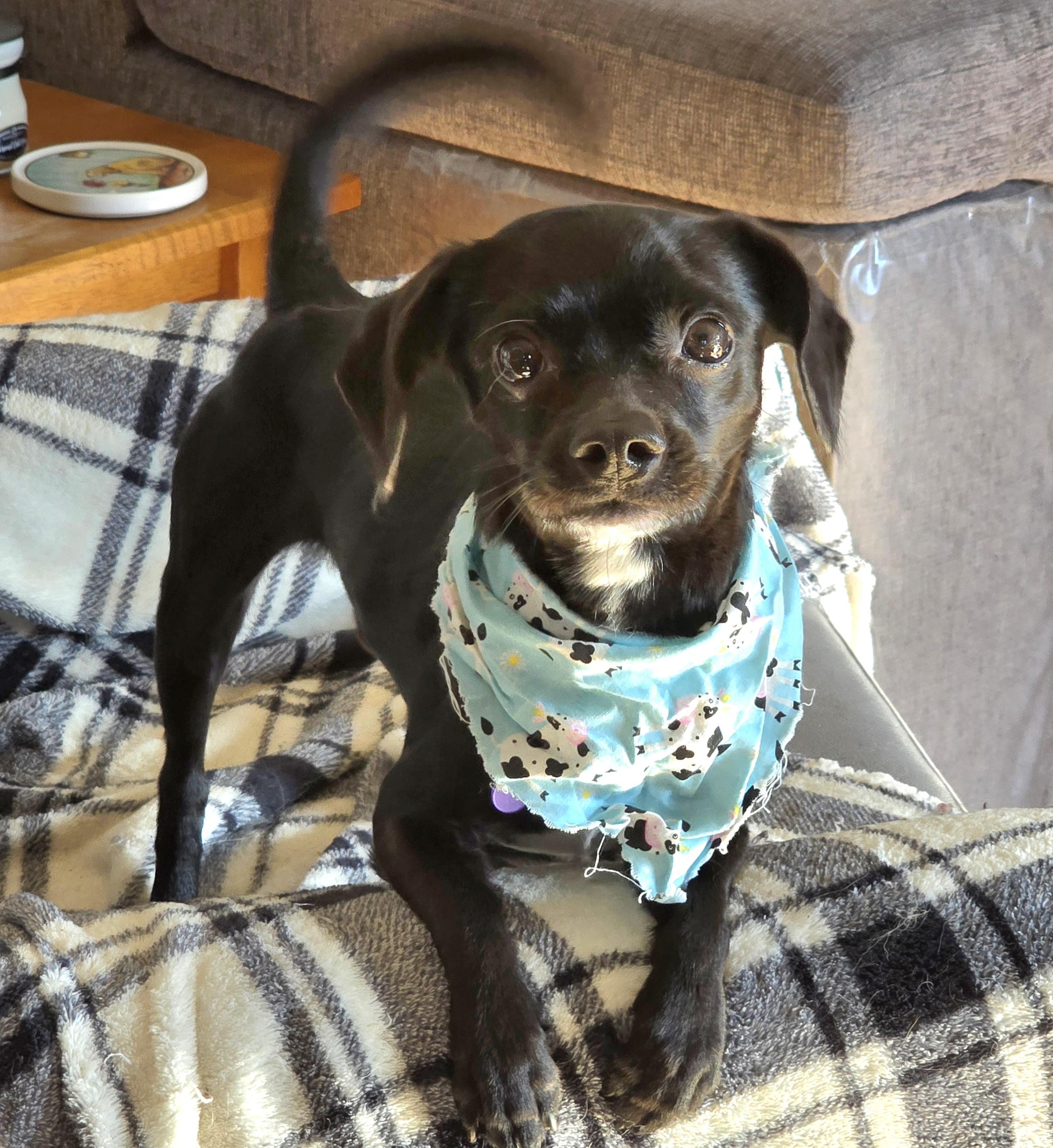 Bob Barker-*adoption pending *