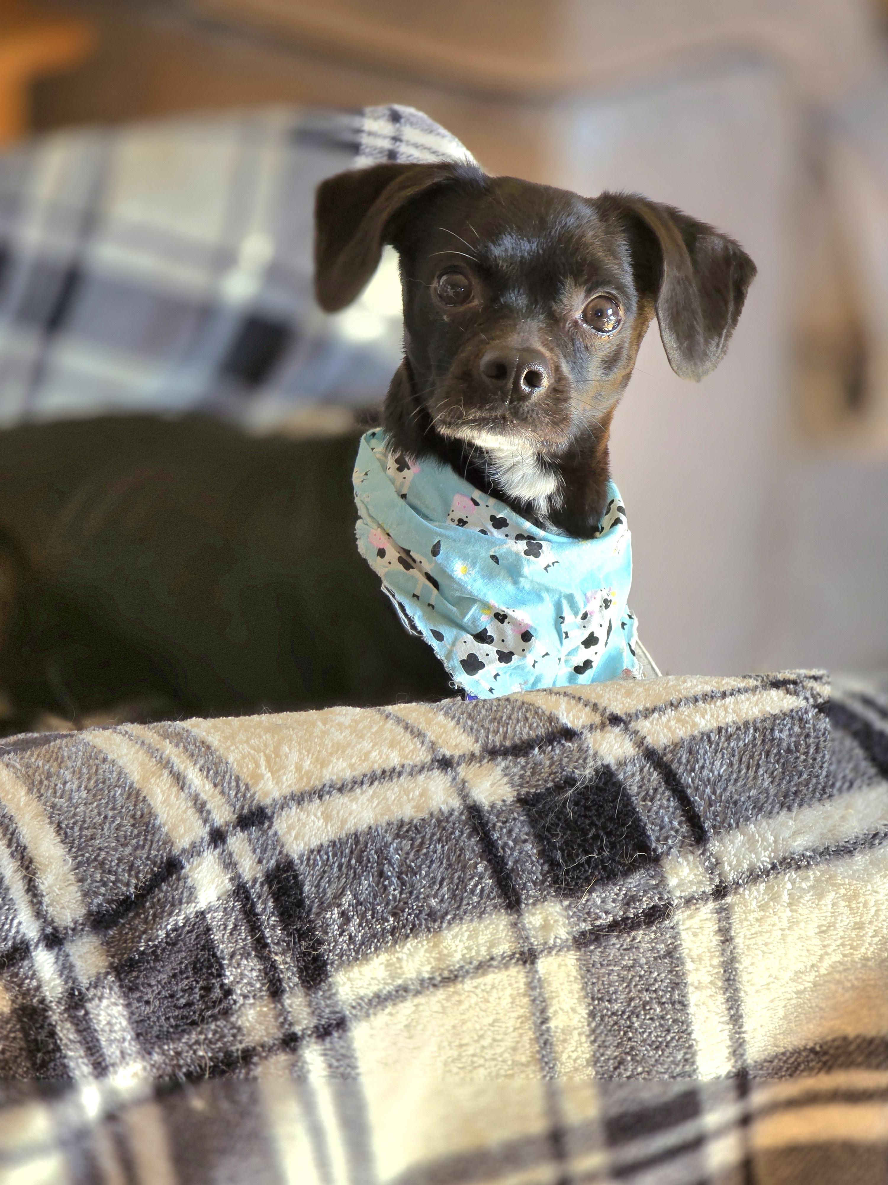 Bob Barker-*adoption pending *