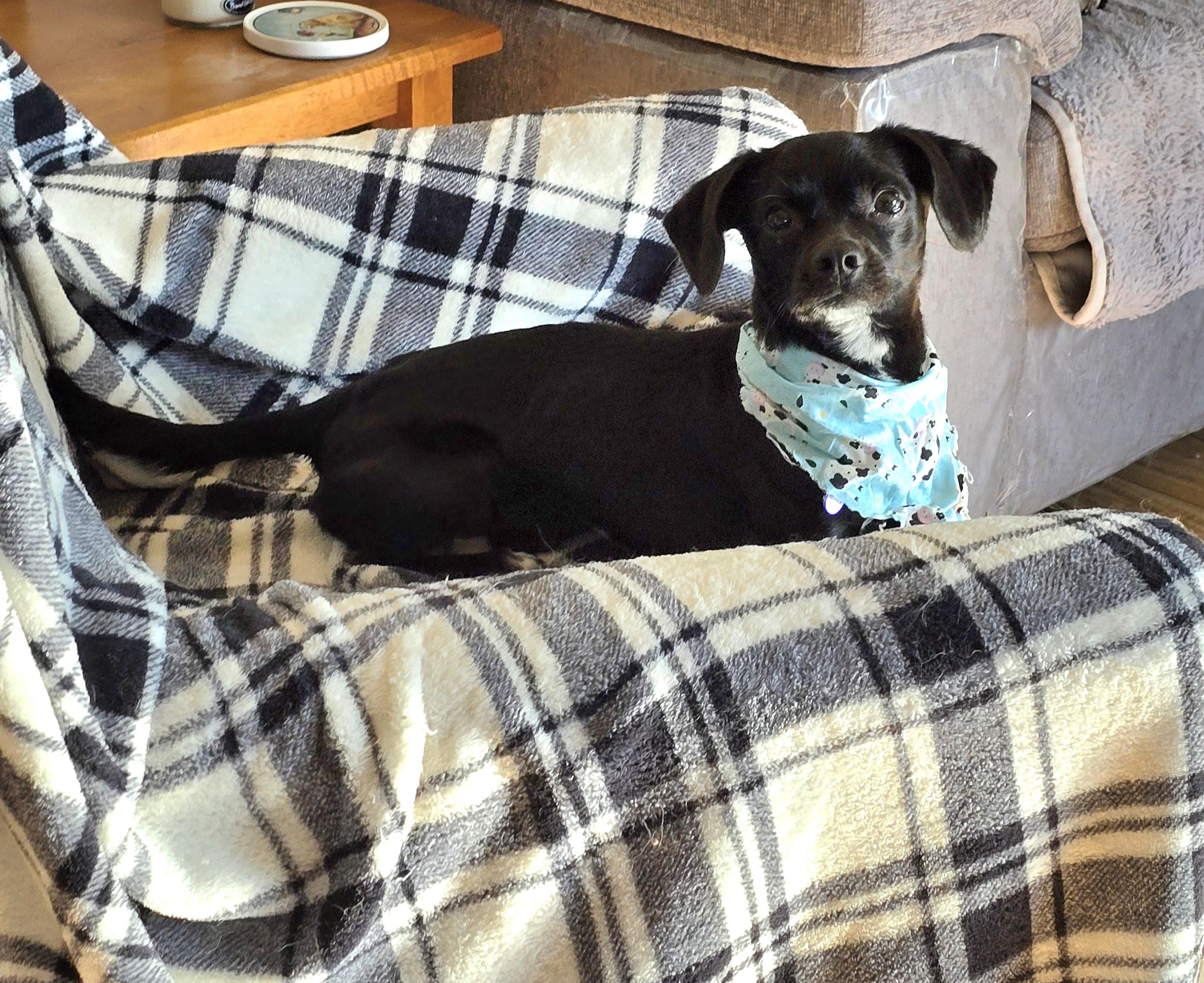 Bob Barker-*adoption pending *