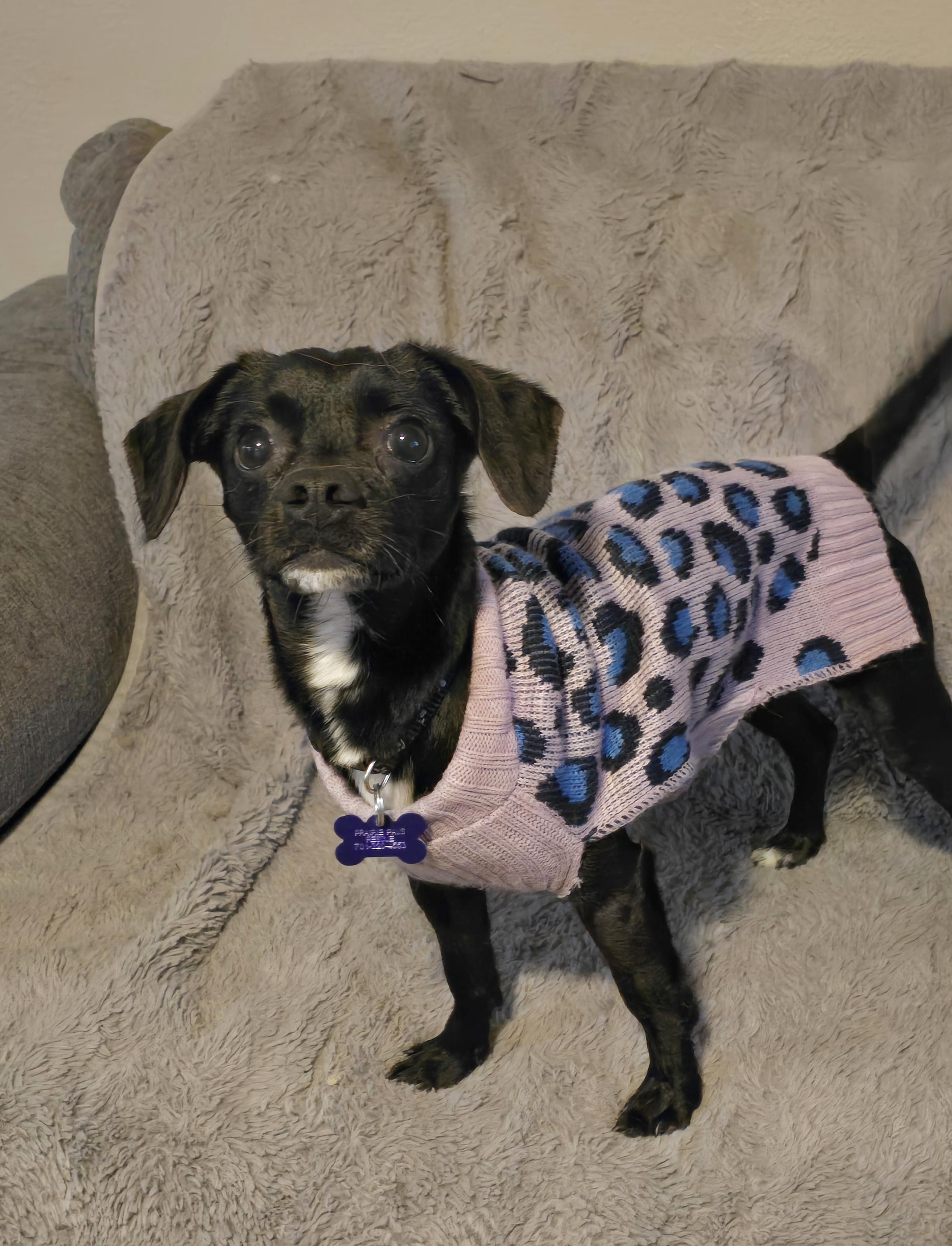 Bob Barker-*adoption pending *