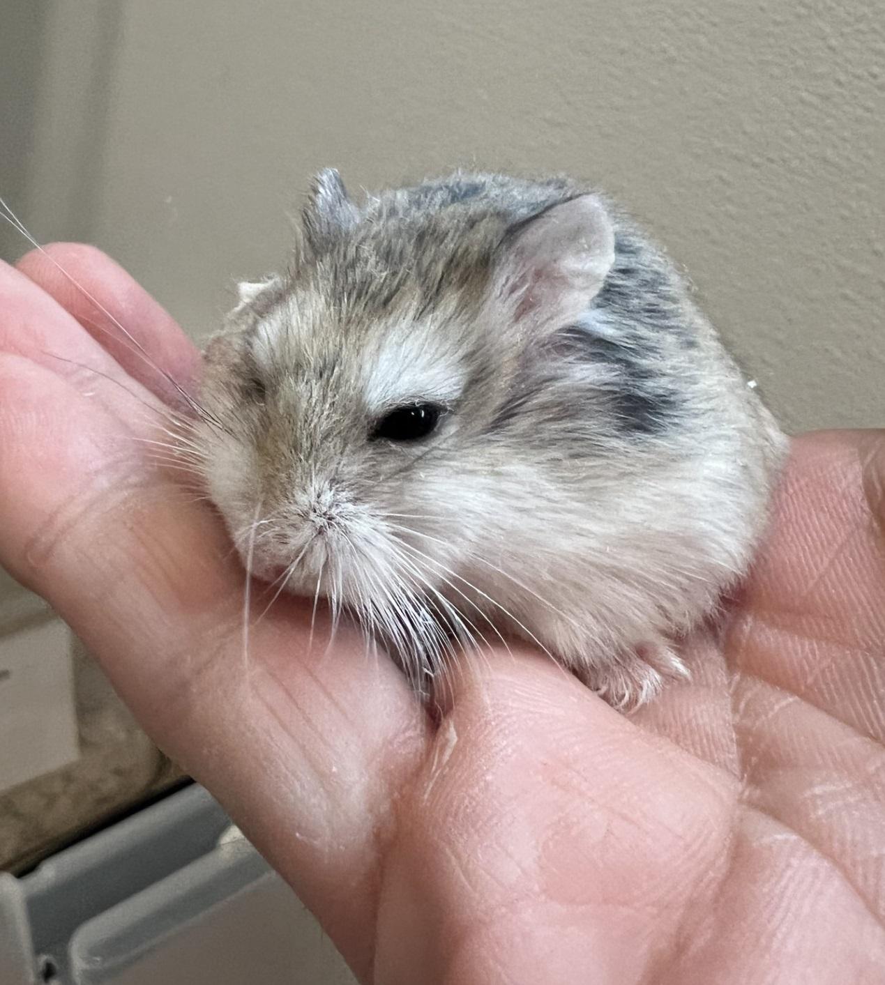 Pandora, Young Female Dwarf Hamster