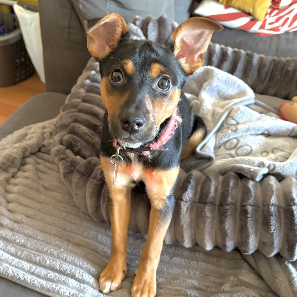 Enlarge Corita, a ADOPTABLE mixed breed in Prior Lake, MN image 1/6