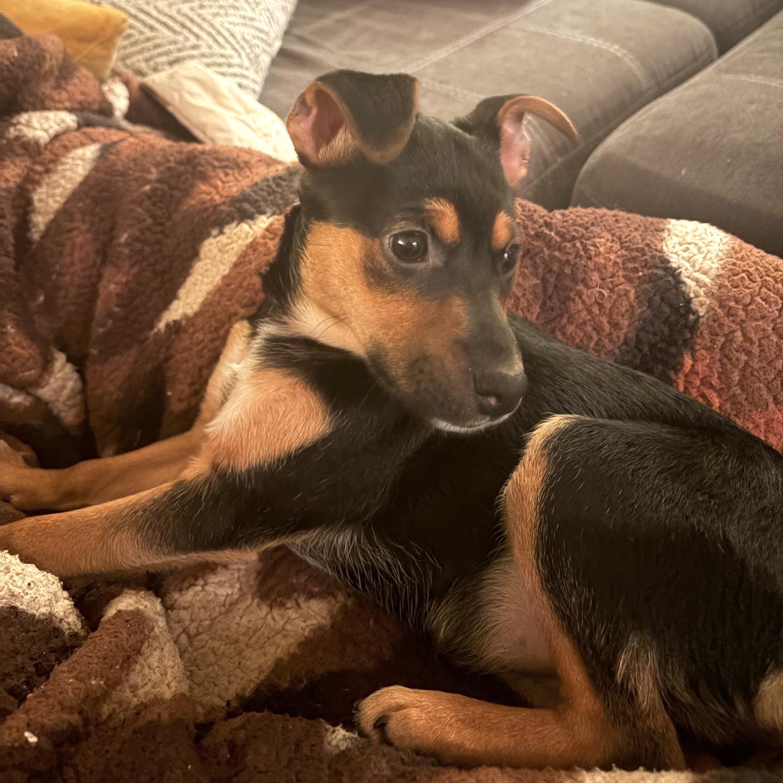 Enlarge Corita, a ADOPTABLE mixed breed in Prior Lake, MN image 5/6