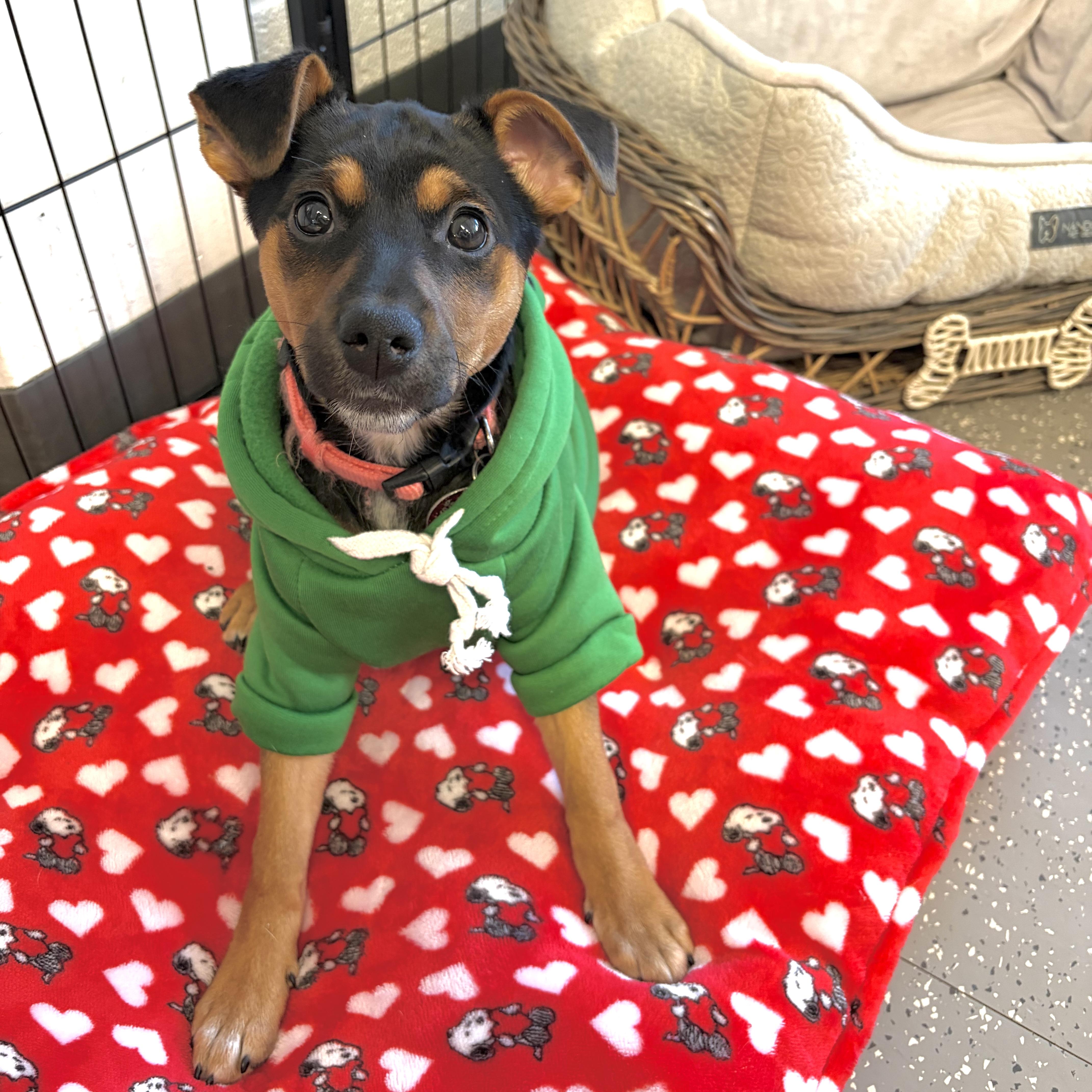 Enlarge Corita, a ADOPTABLE mixed breed in Prior Lake, MN image 2/6