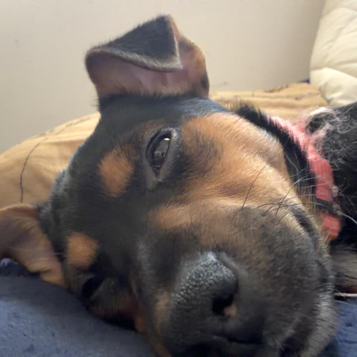 Enlarge Corita, a ADOPTABLE mixed breed in Prior Lake, MN image 4/6