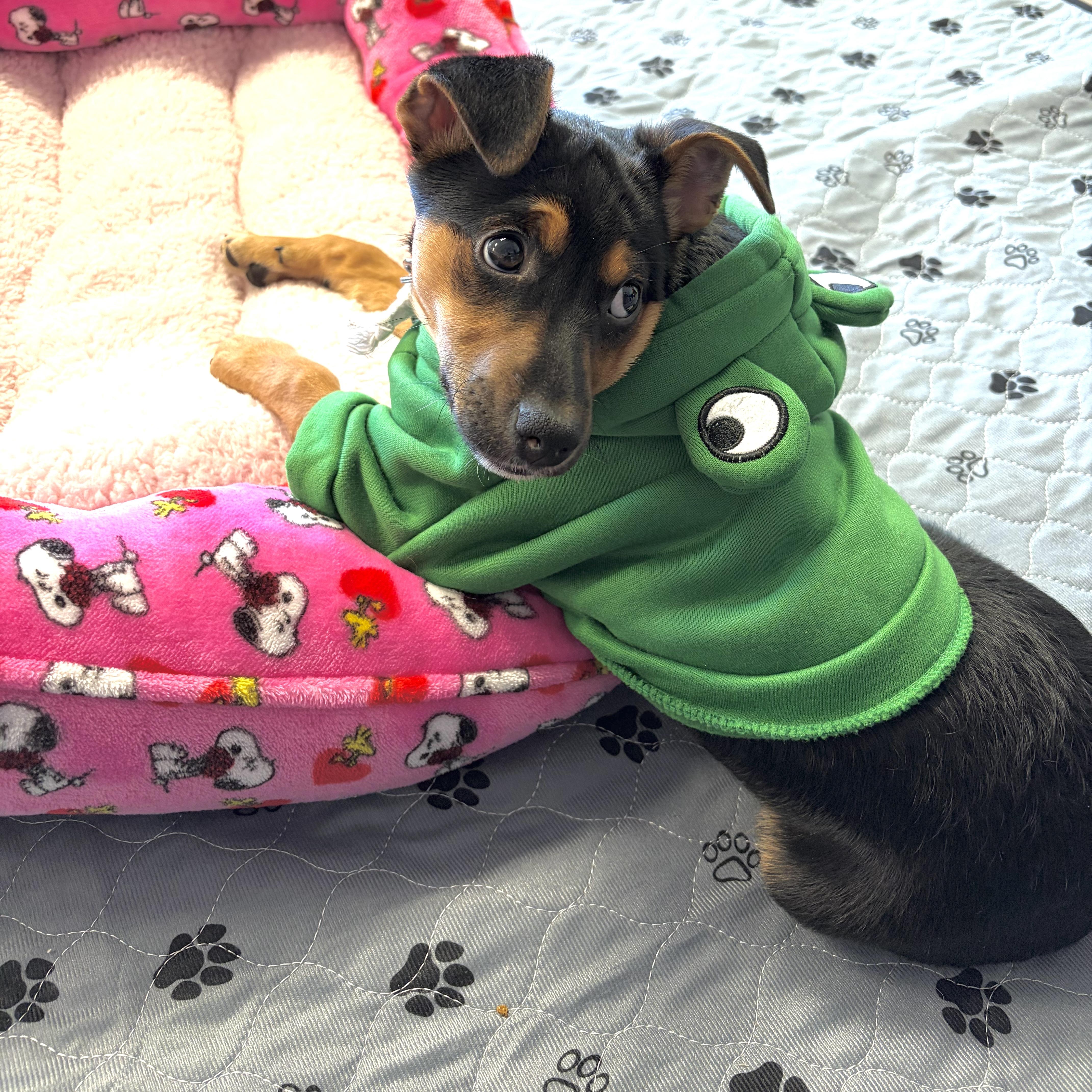 Enlarge Corita, a ADOPTABLE mixed breed in Prior Lake, MN image 6/6