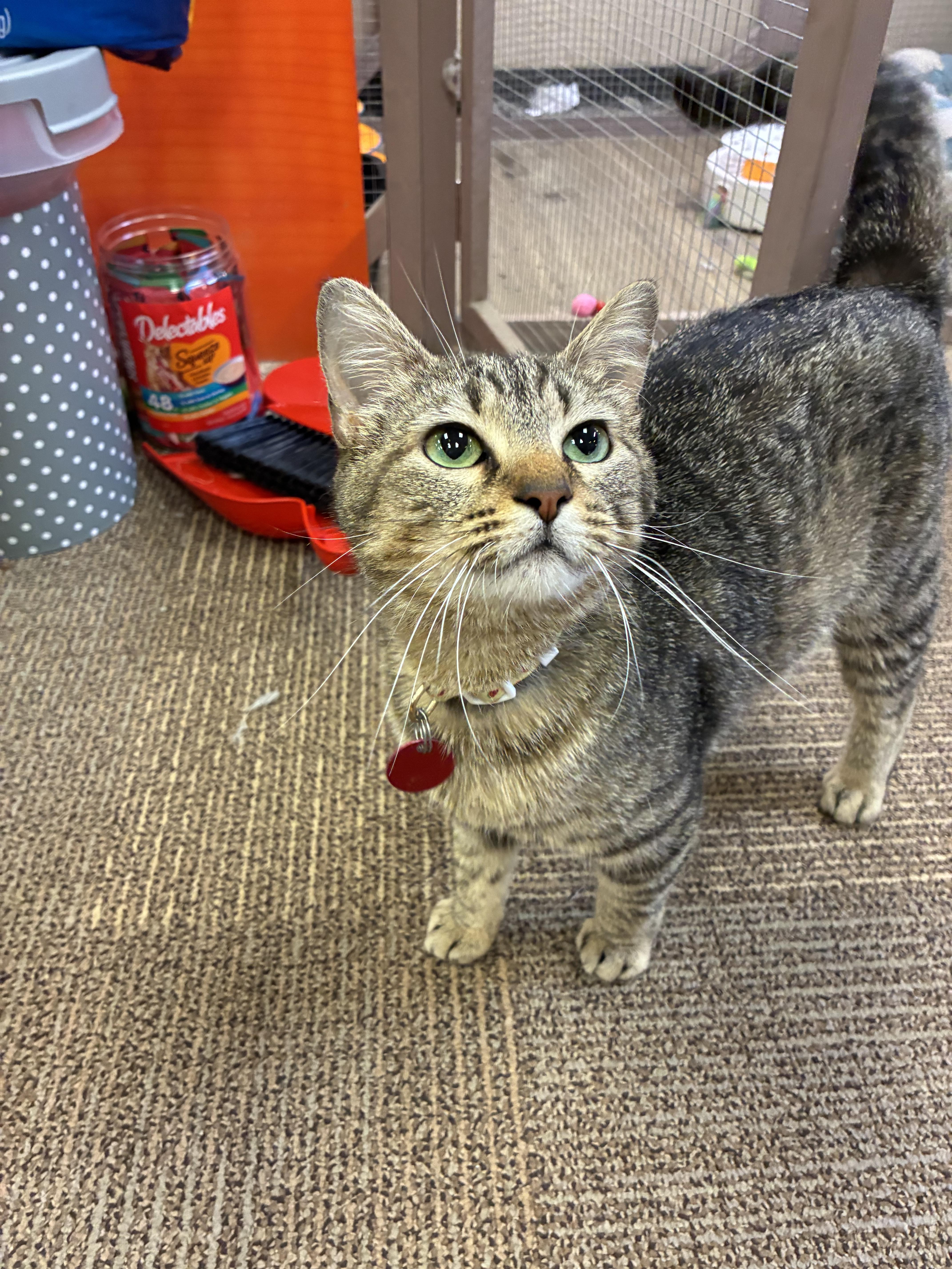 Queen Puurl, a ADOPTABLE Domestic Short Hair in Saint Louis, MO image 2/3