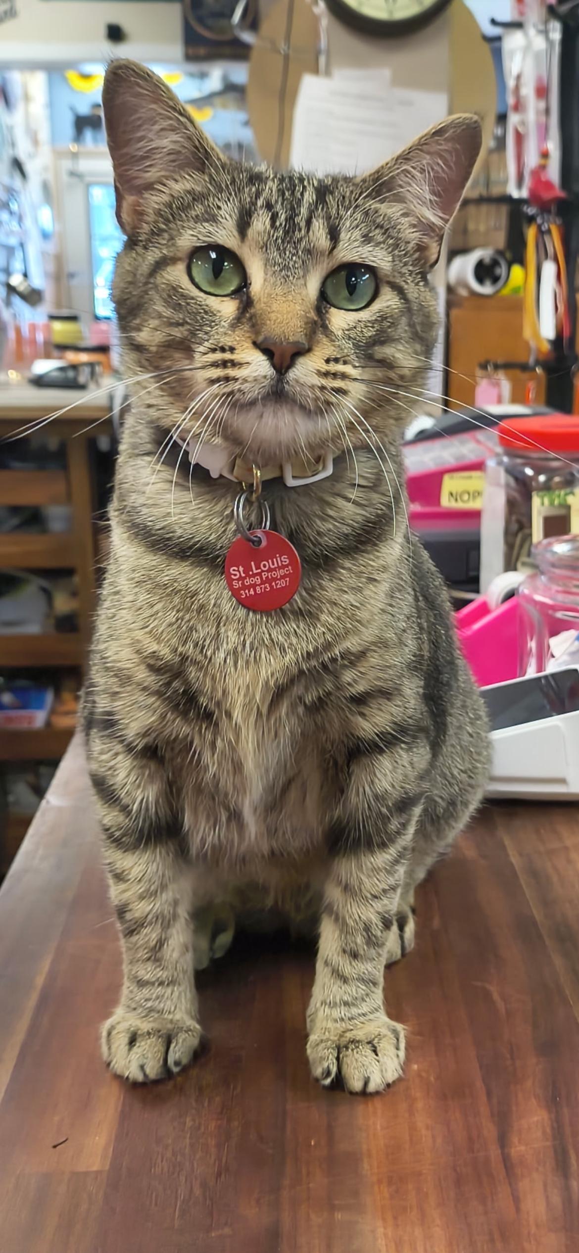 Enlarge Queen Puurl, a ADOPTABLE Domestic Short Hair in Saint Louis, MO image 1/3
