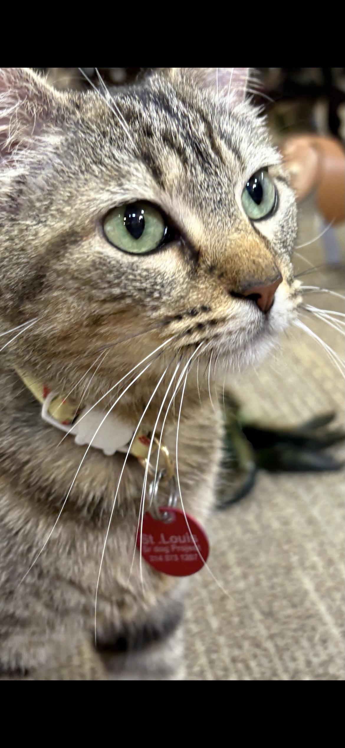 Queen Puurl, ADOPTABLE, Young Female Domestic Short Hair.