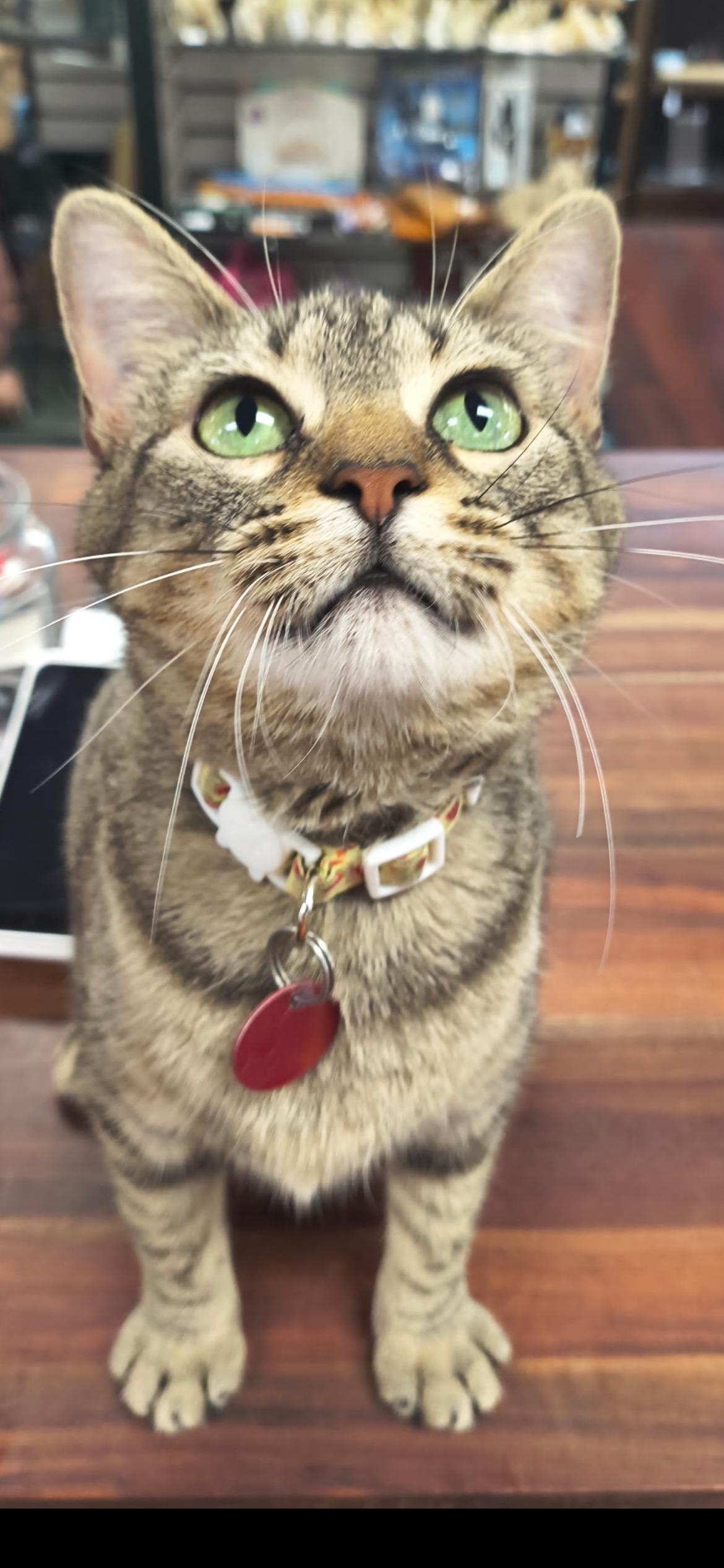 Enlarge Queen Puurl, a ADOPTABLE Domestic Short Hair in Saint Louis, MO image 2/3
