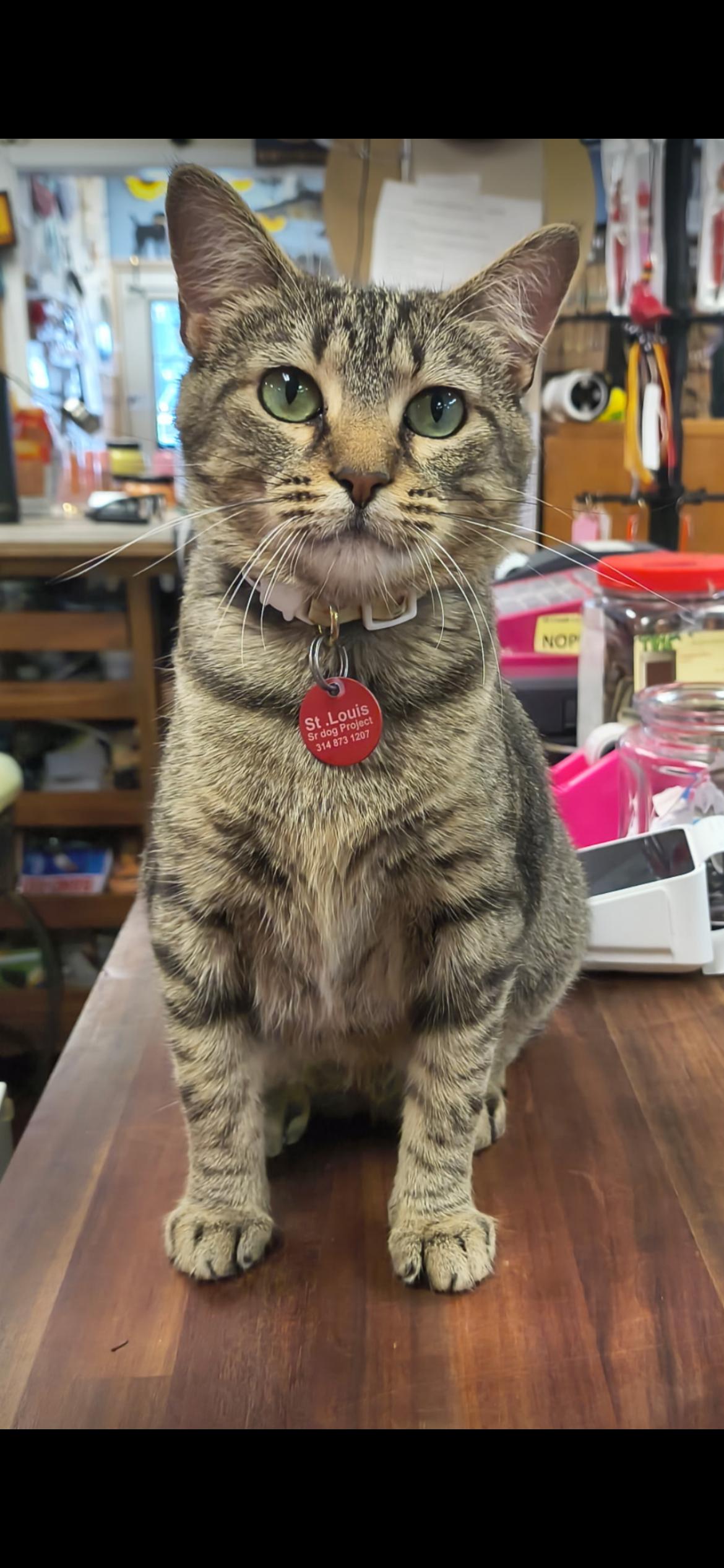 Enlarge Queen Puurl, a ADOPTABLE Domestic Short Hair in Saint Louis, MO image 3/3