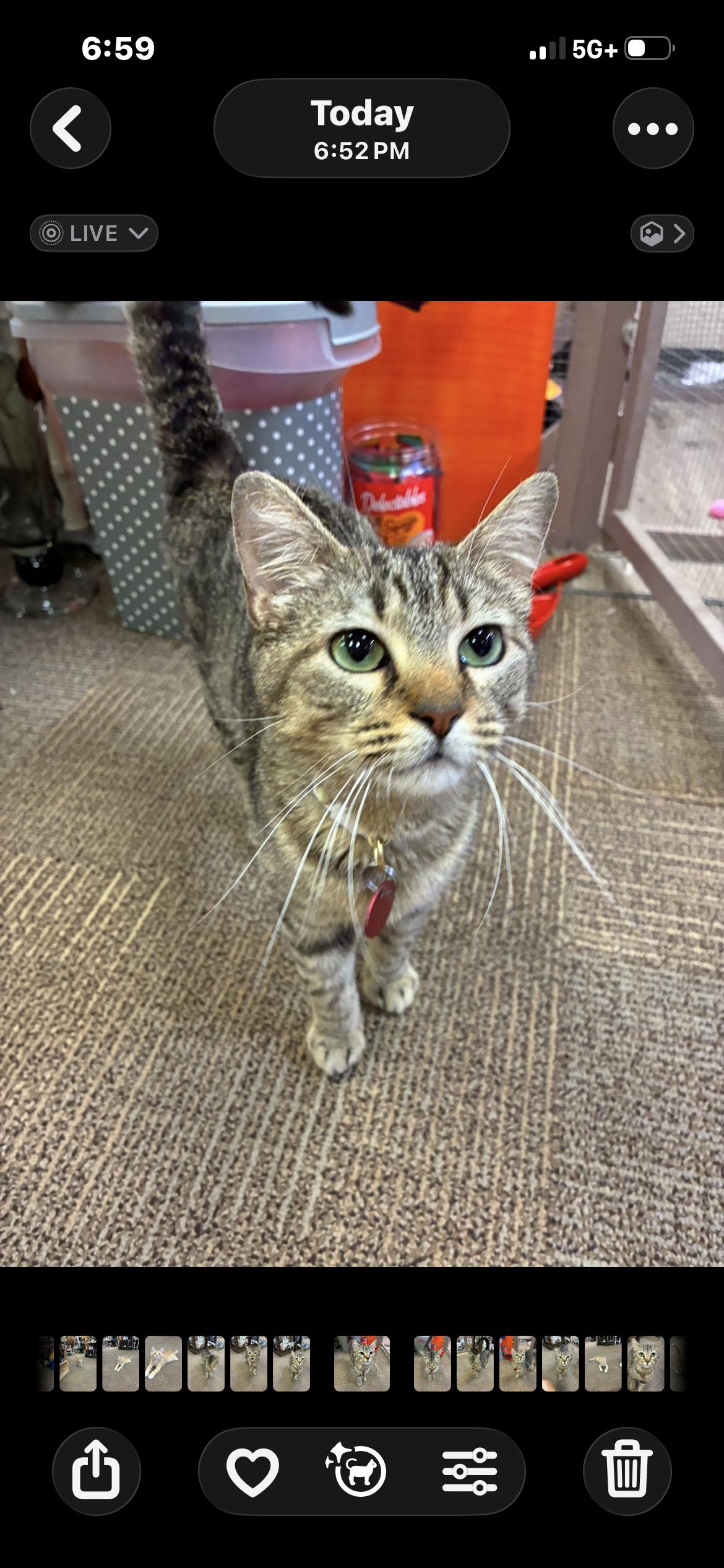 Queen Puurl, a ADOPTABLE Domestic Short Hair in Saint Louis, MO image 3/3