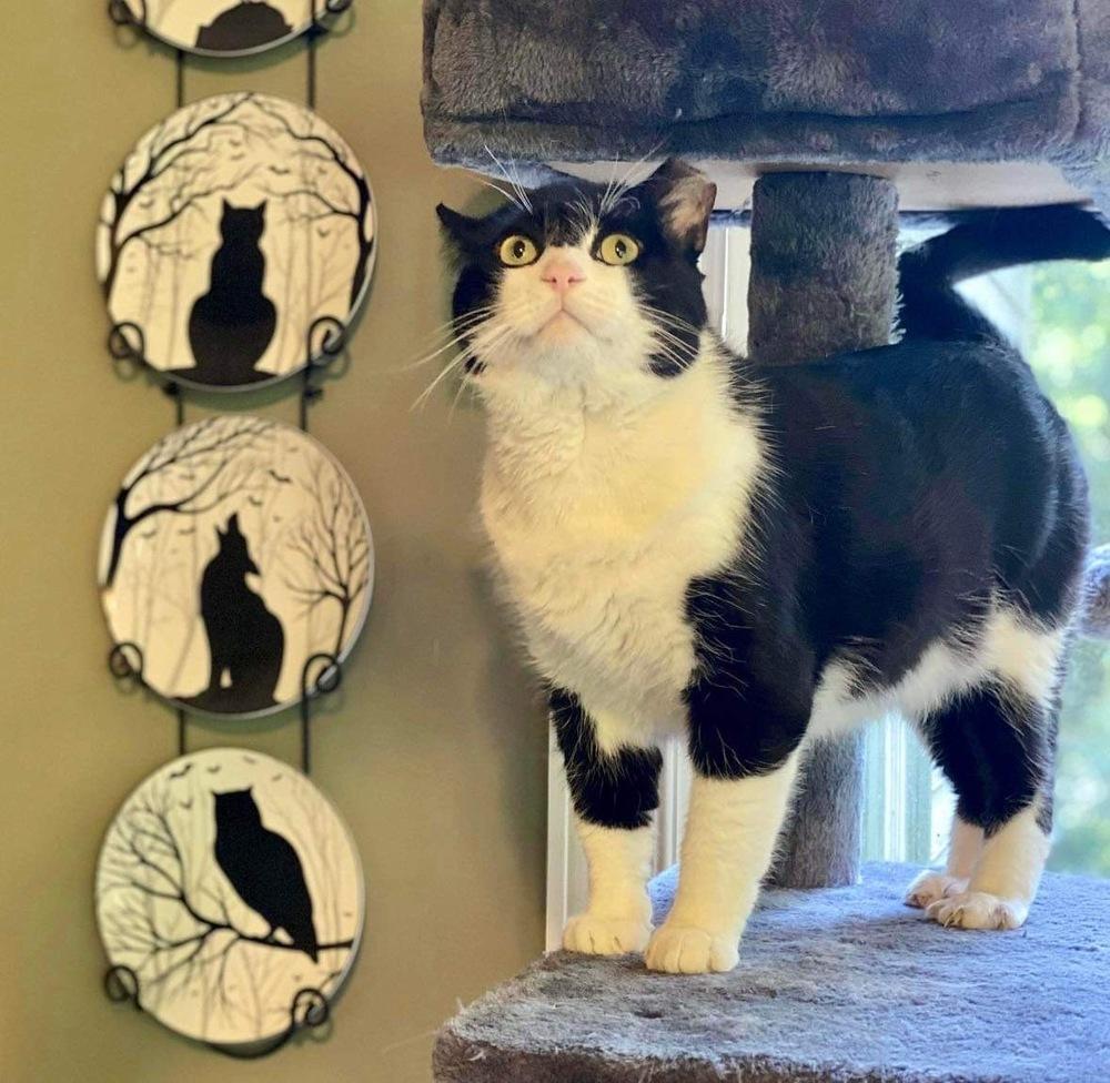 Enlarge Boots, a Adoptable Domestic Short Hair in Raleigh, NC image 5/6