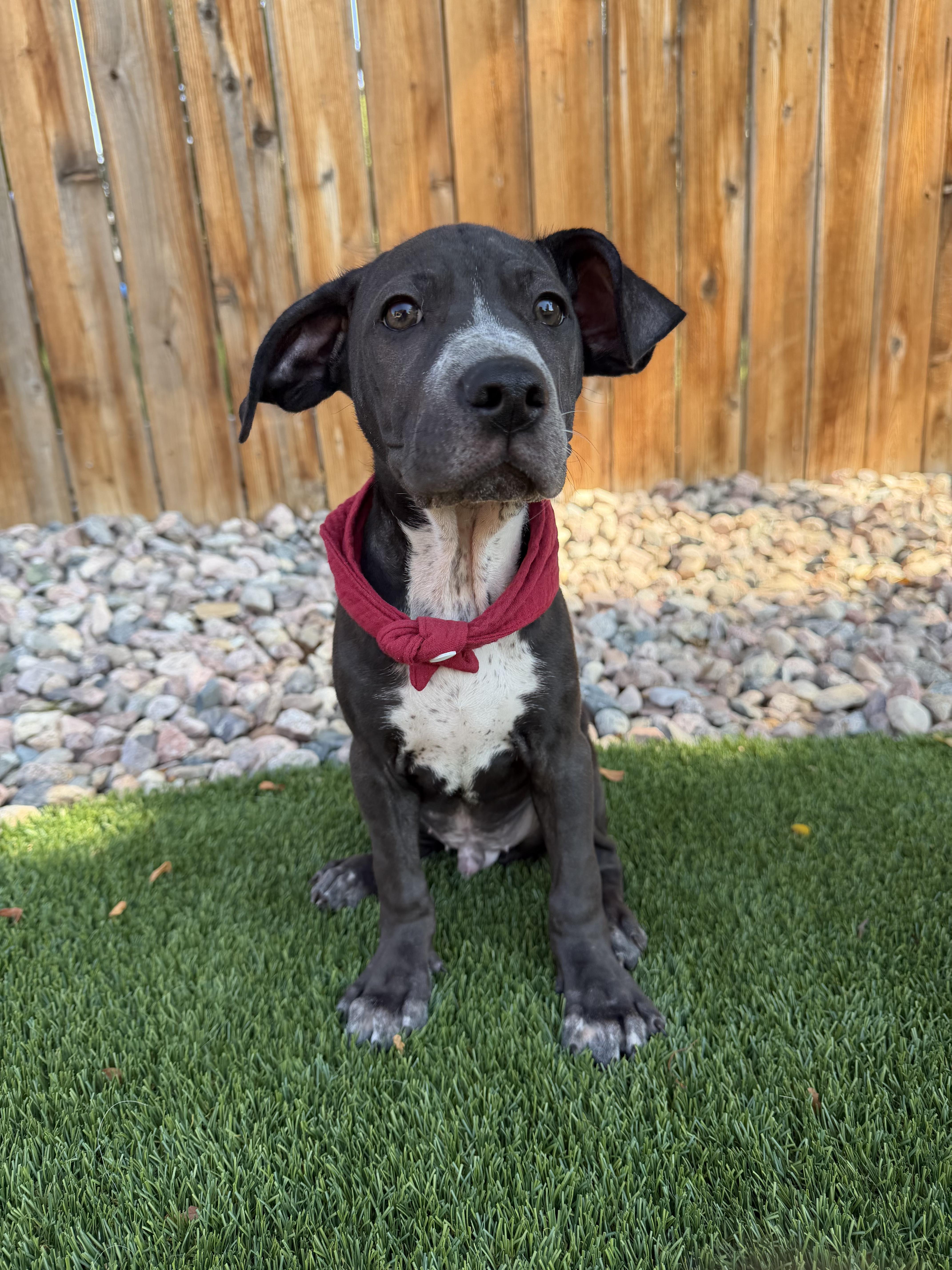 Enlarge Mexico, a ADOPTABLE mixed breed in Fort Collins, CO image 2/6
