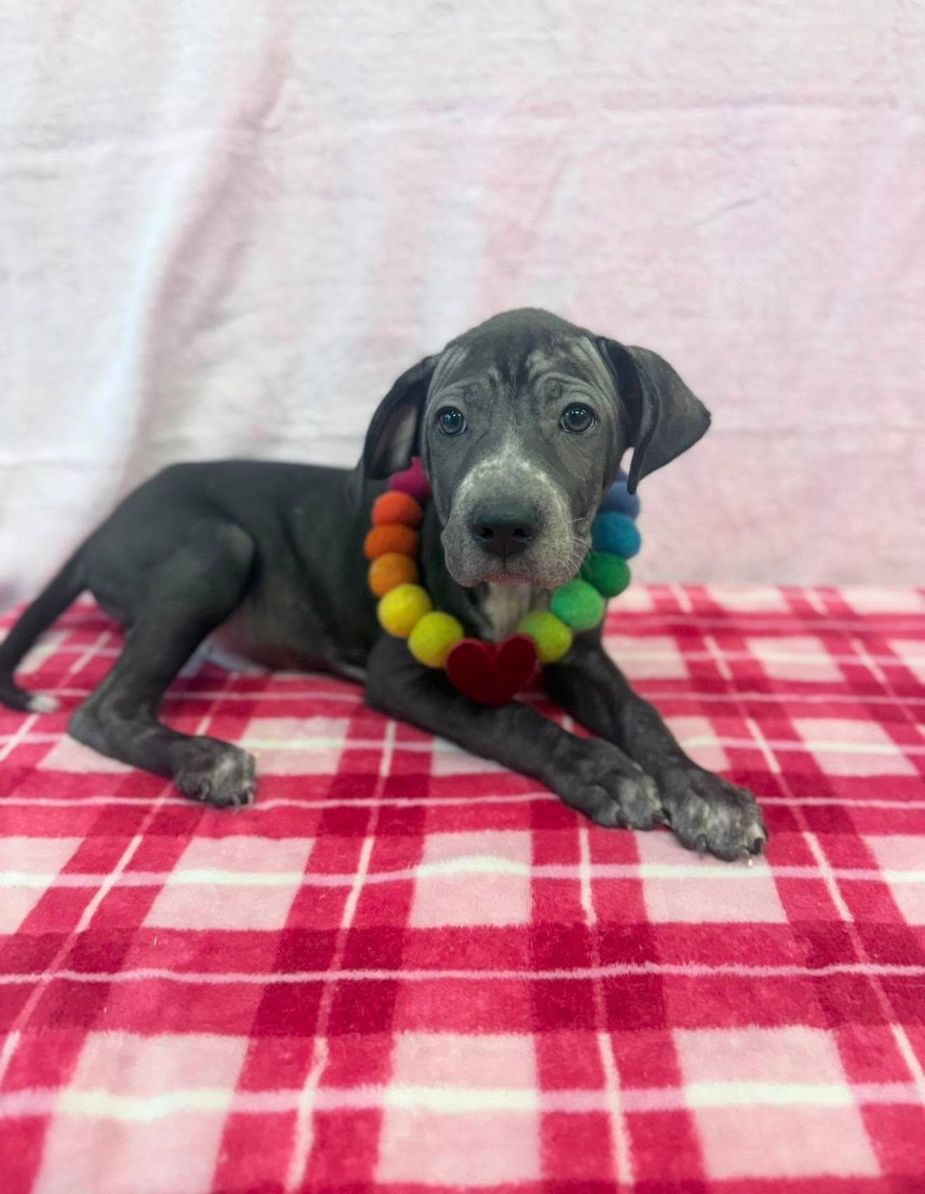 Enlarge Mexico, a ADOPTABLE mixed breed in Fort Collins, CO image 5/6