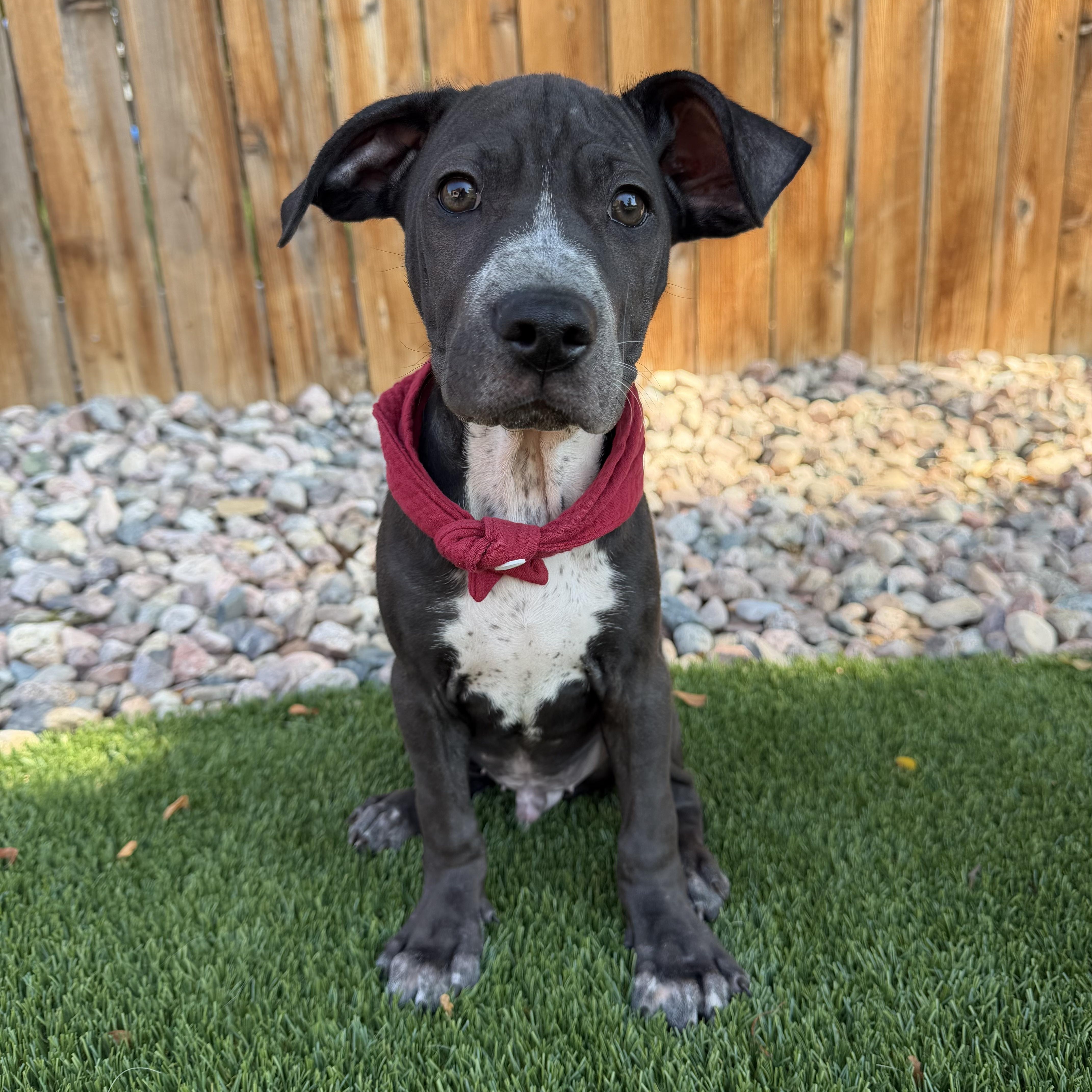 Mexico, ADOPTABLE, Puppy Male Staffordshire Bull Terrier.