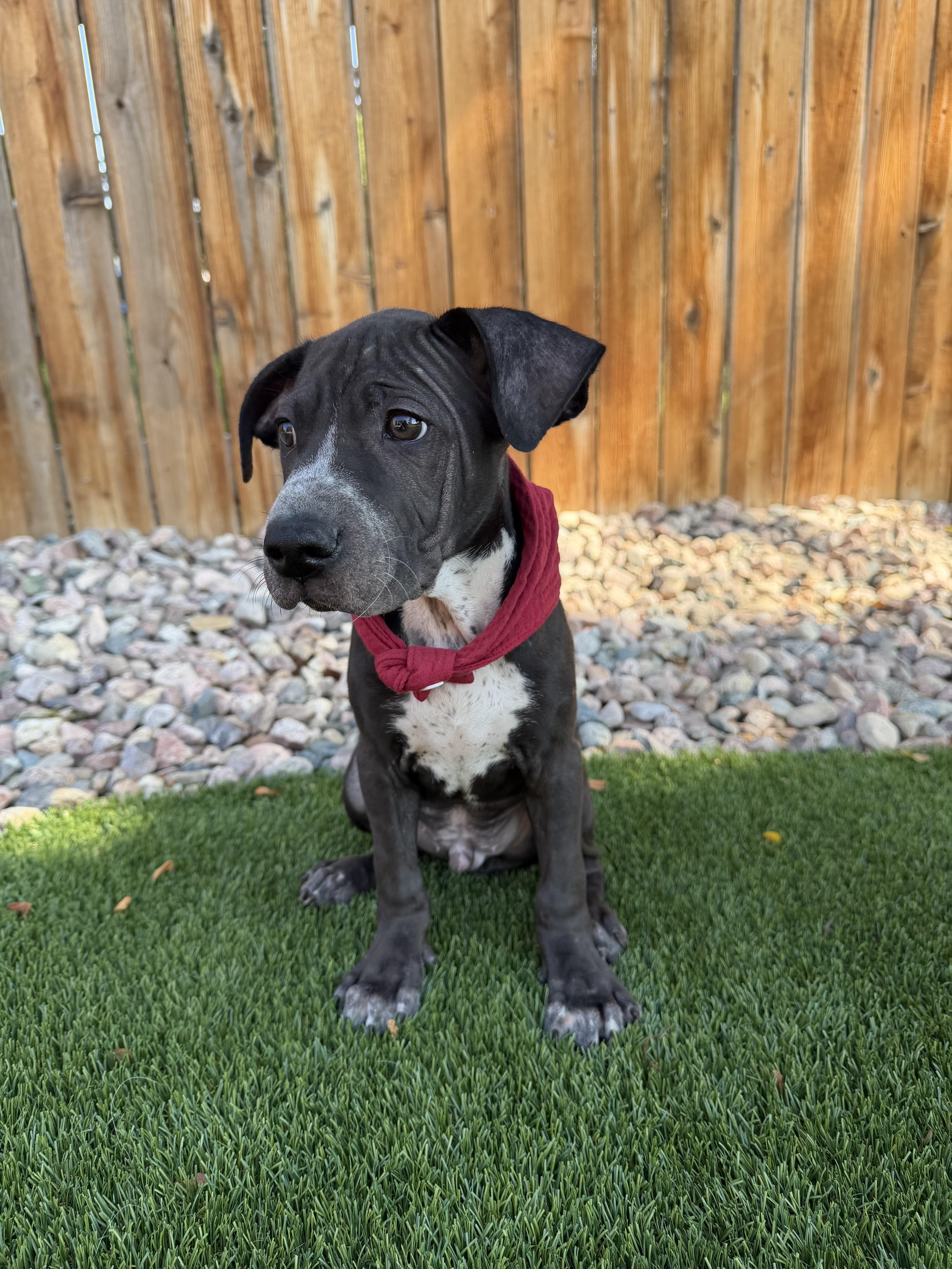 Enlarge Mexico, a ADOPTABLE mixed breed in Fort Collins, CO image 3/6