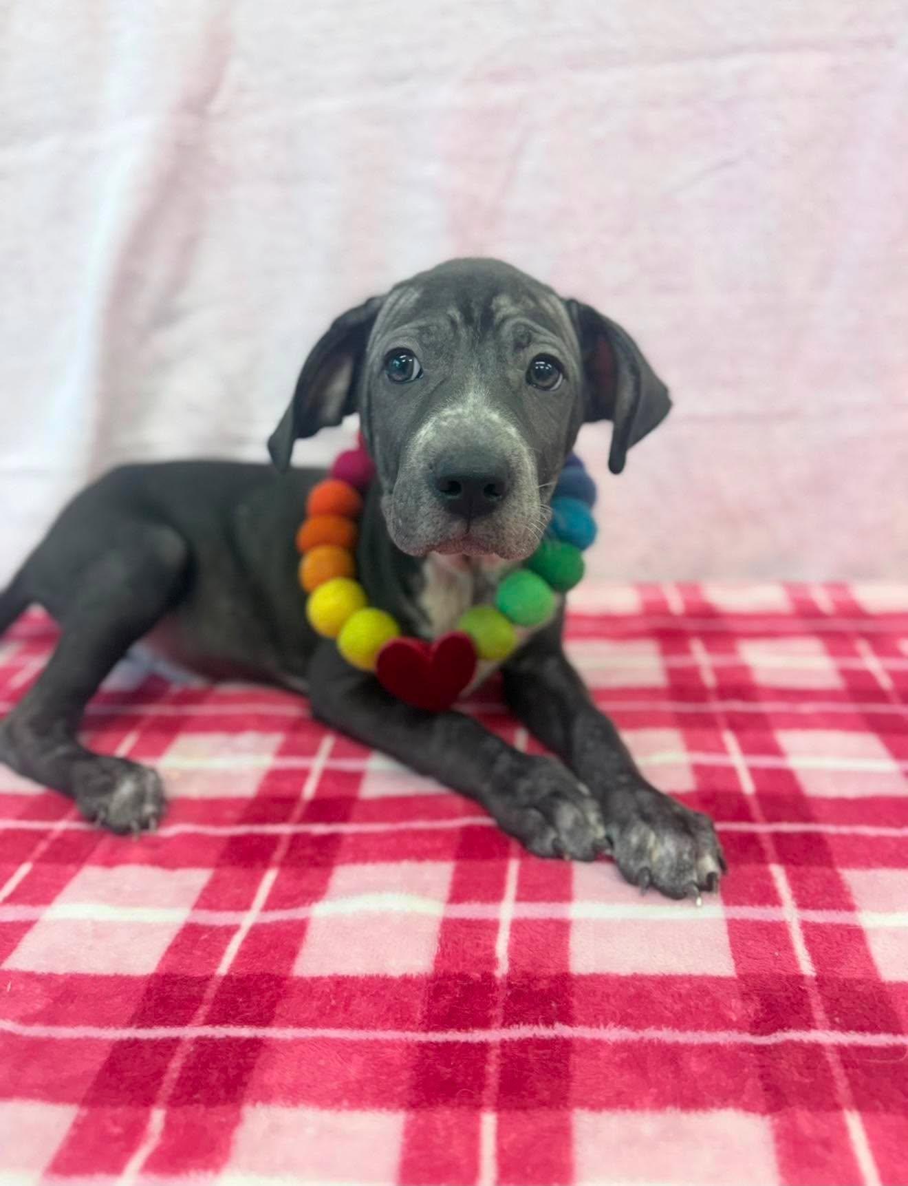 Enlarge Mexico, a ADOPTABLE mixed breed in Fort Collins, CO image 4/6